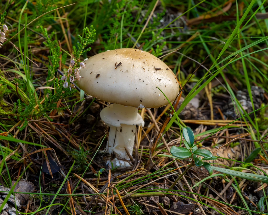 amanita-eliae_2023-09-14_1-3