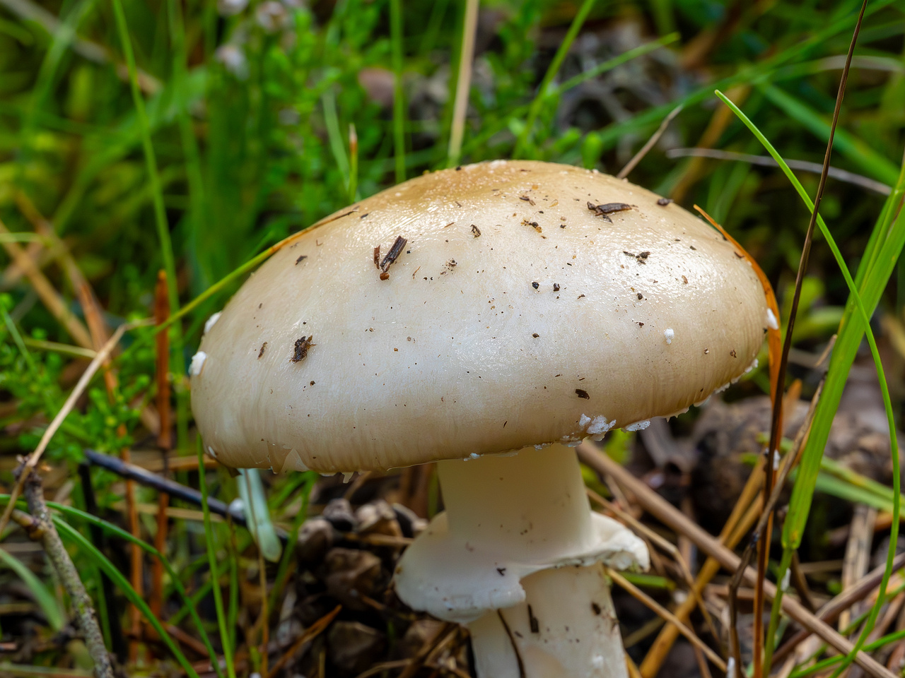 amanita-eliae_2023-09-14_1-4