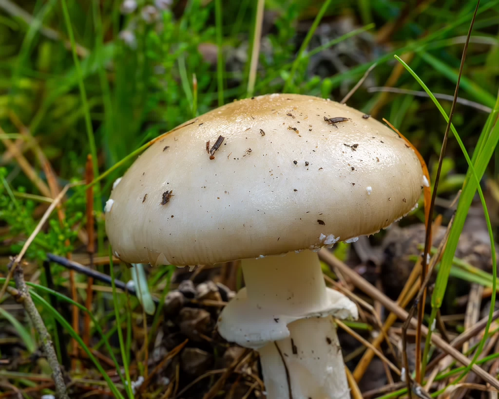 amanita-eliae_2023-09-14_1-4