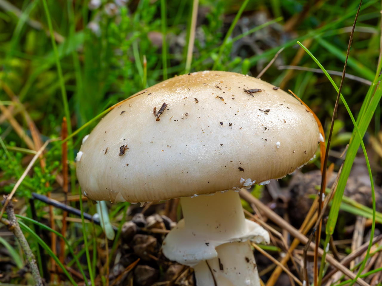 amanita-eliae_2023-09-14_1-5