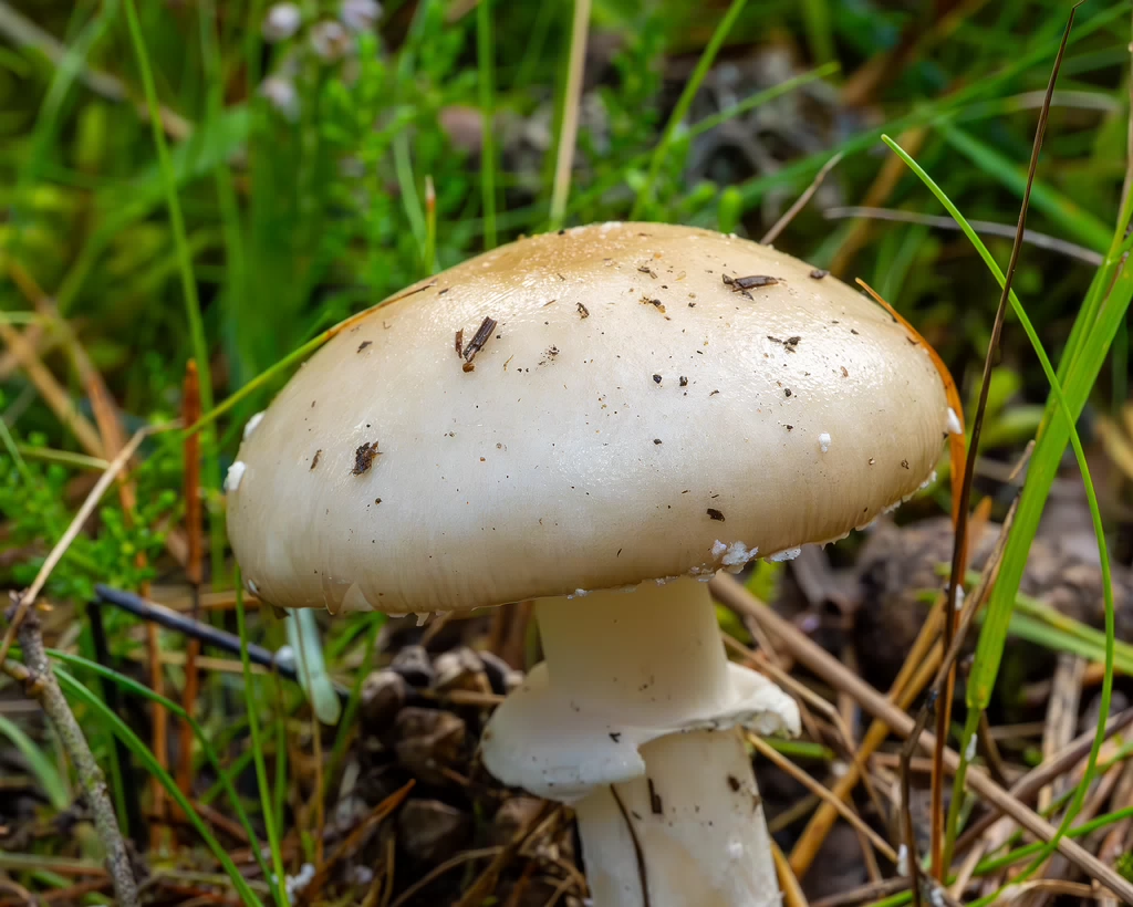 amanita-eliae_2023-09-14_1-5