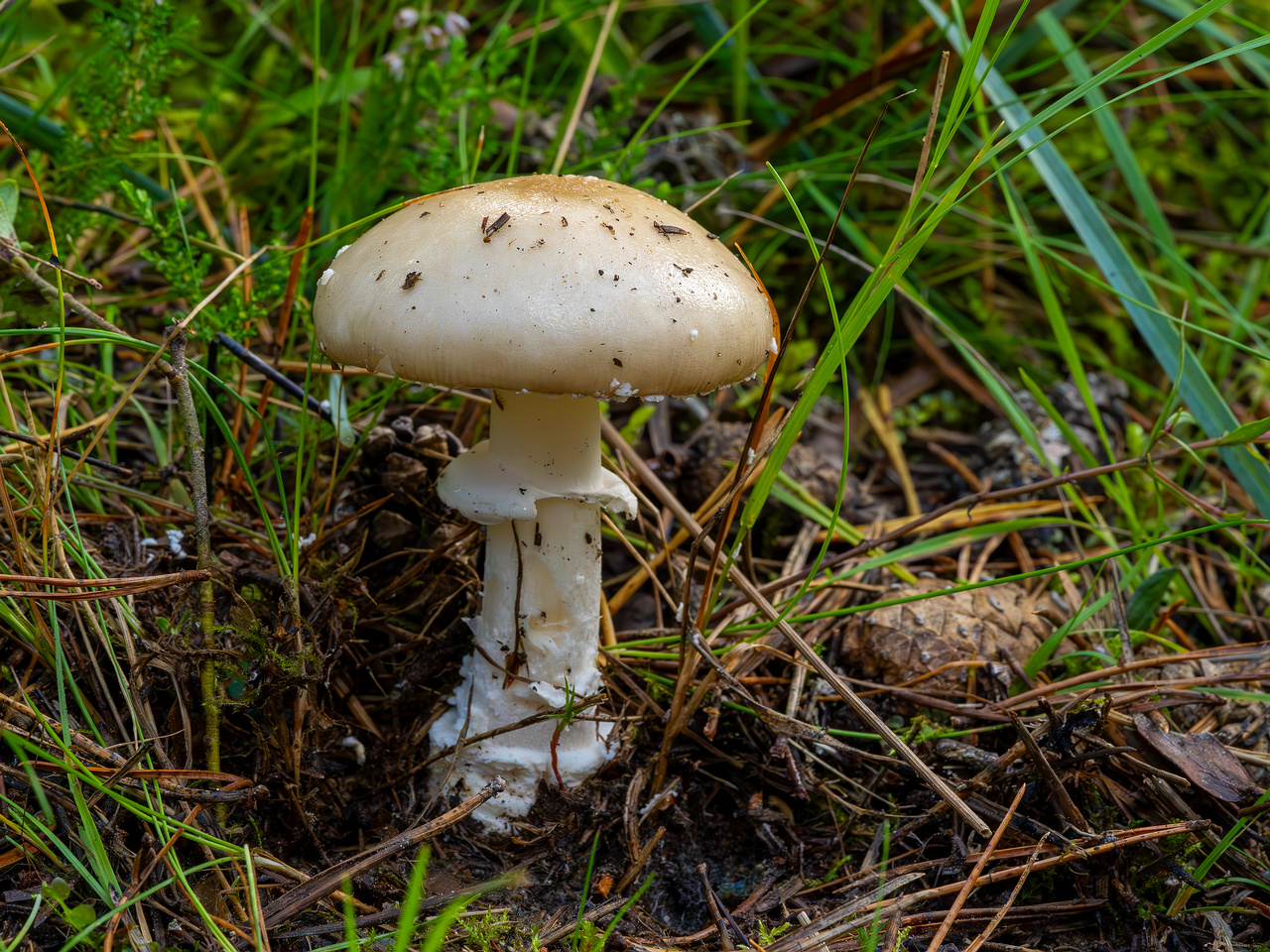 amanita-eliae_2023-09-14_1-7