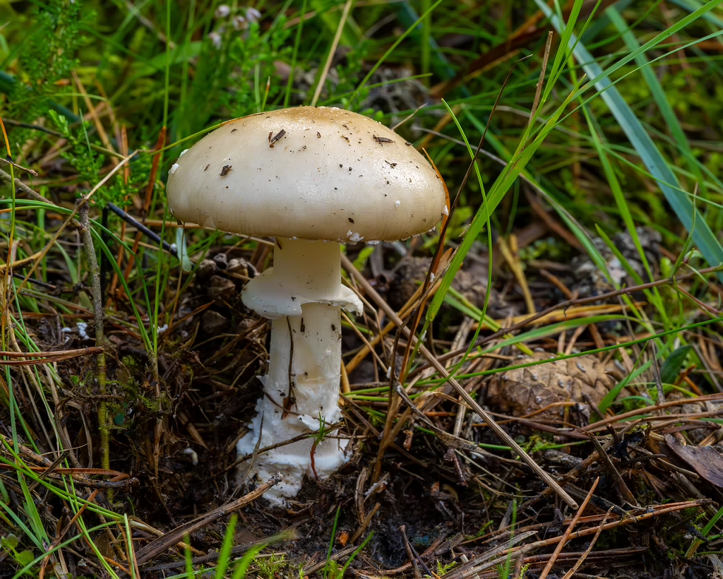 amanita-eliae_2023-09-14_1-7