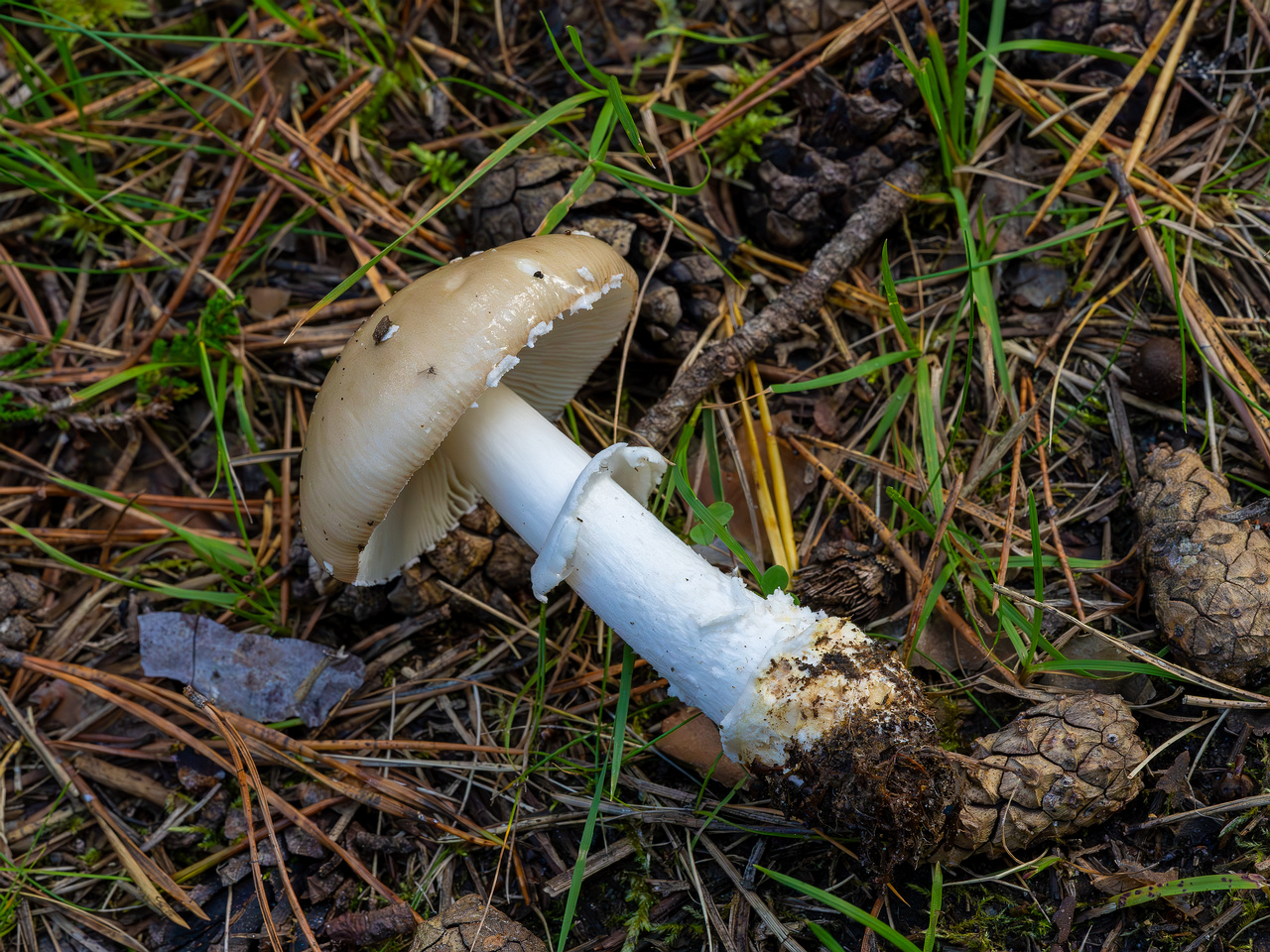 amanita-eliae_2023-09-14_1-8