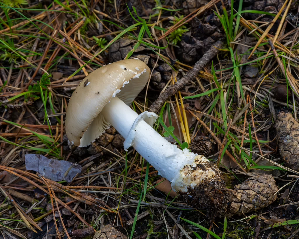 amanita-eliae_2023-09-14_1-8