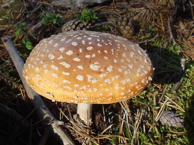 Amanita pantherina - Мухомор пантерный - Panther Cap - Pantherpilz