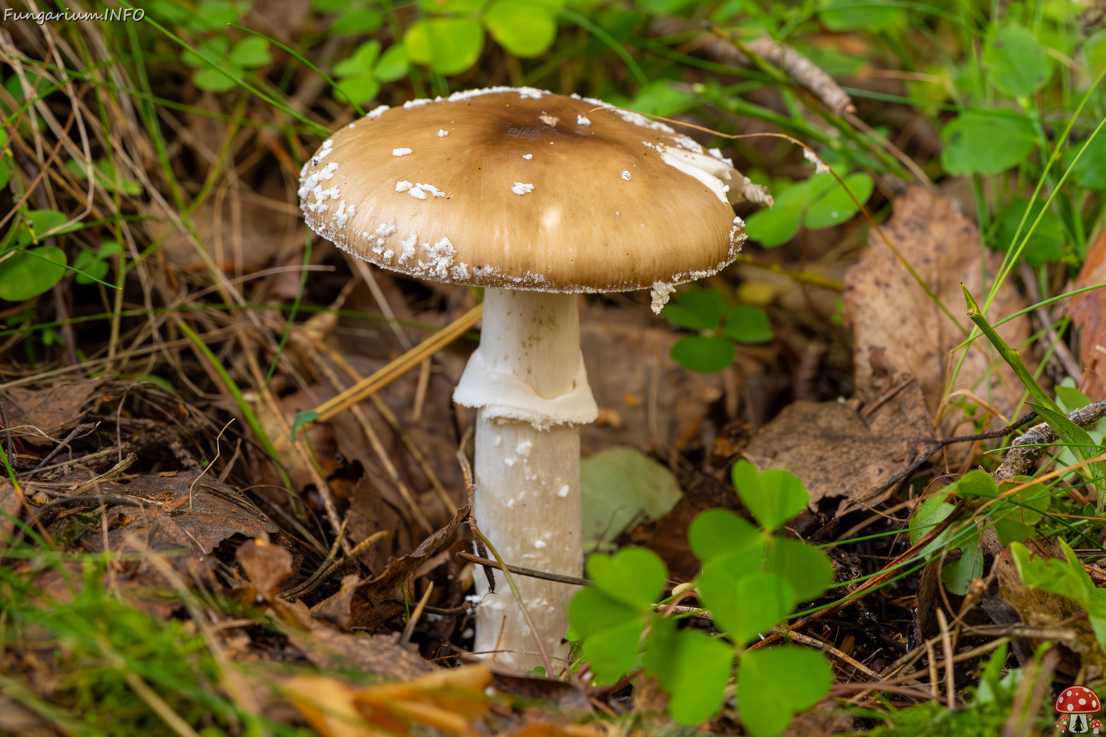 !amanita-pantherina_2023-09-10_1-8 