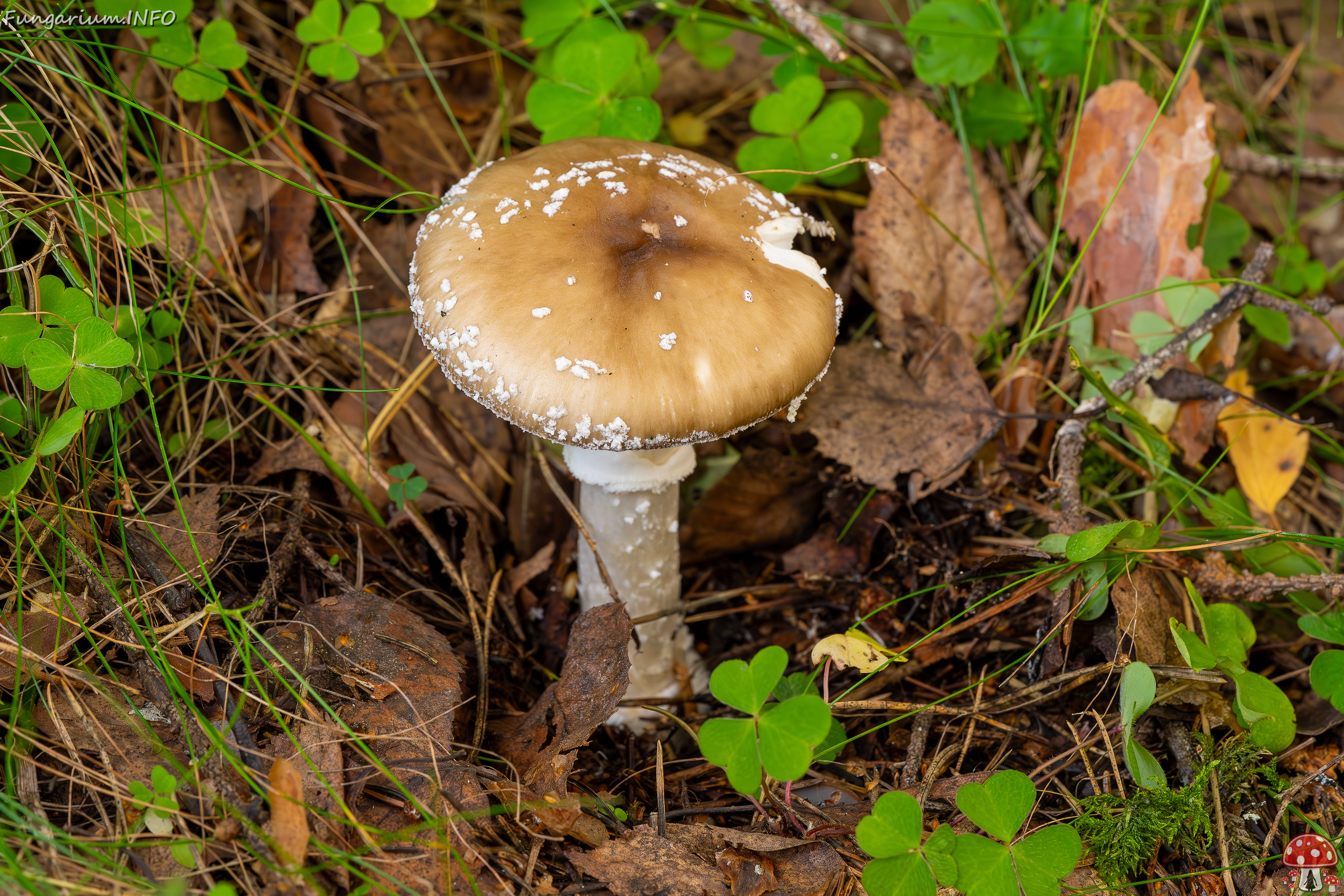 amanita-pantherina_2023-09-10_1-1 