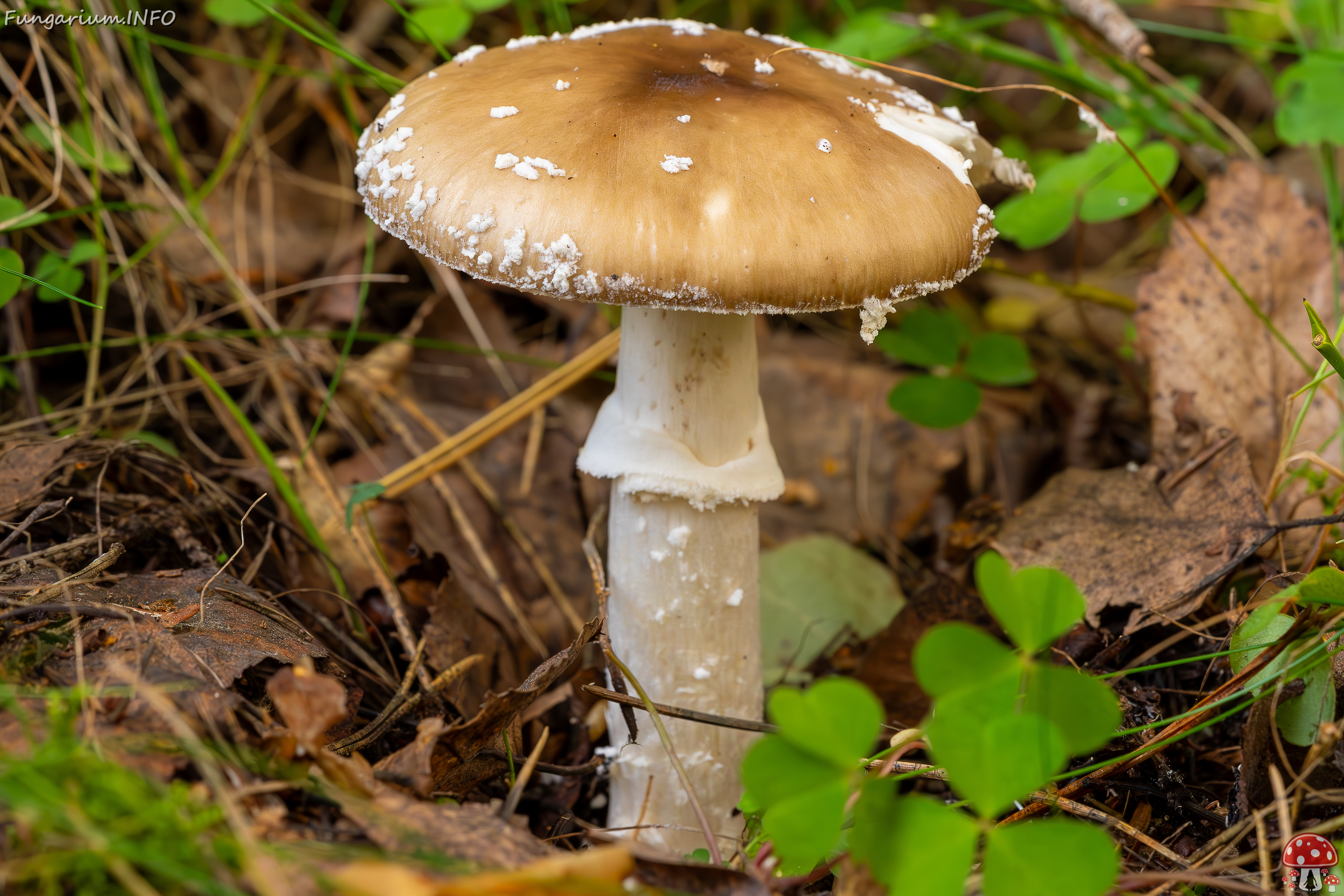 amanita-pantherina_2023-09-10_1-10 