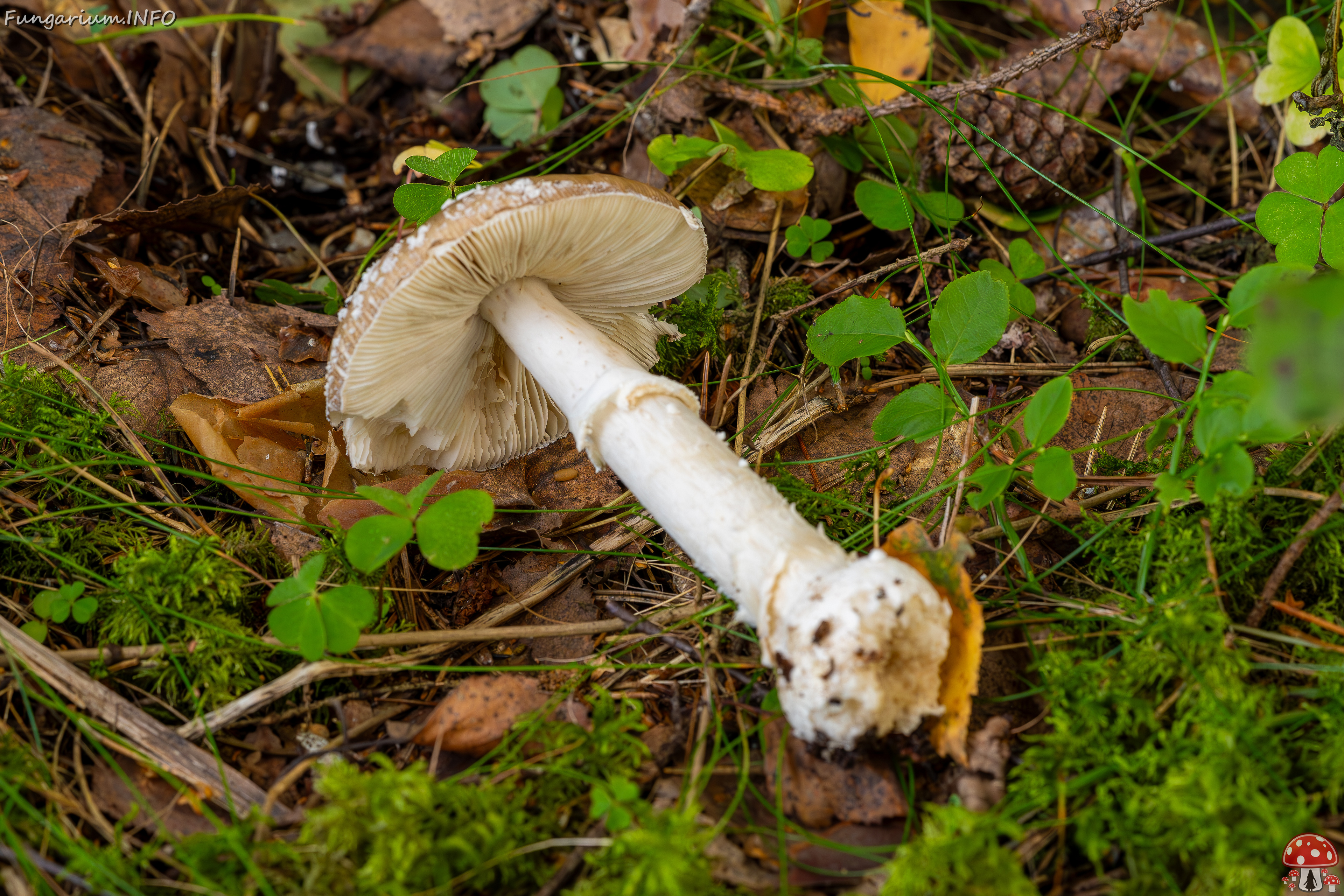 amanita-pantherina_2023-09-10_1-11 