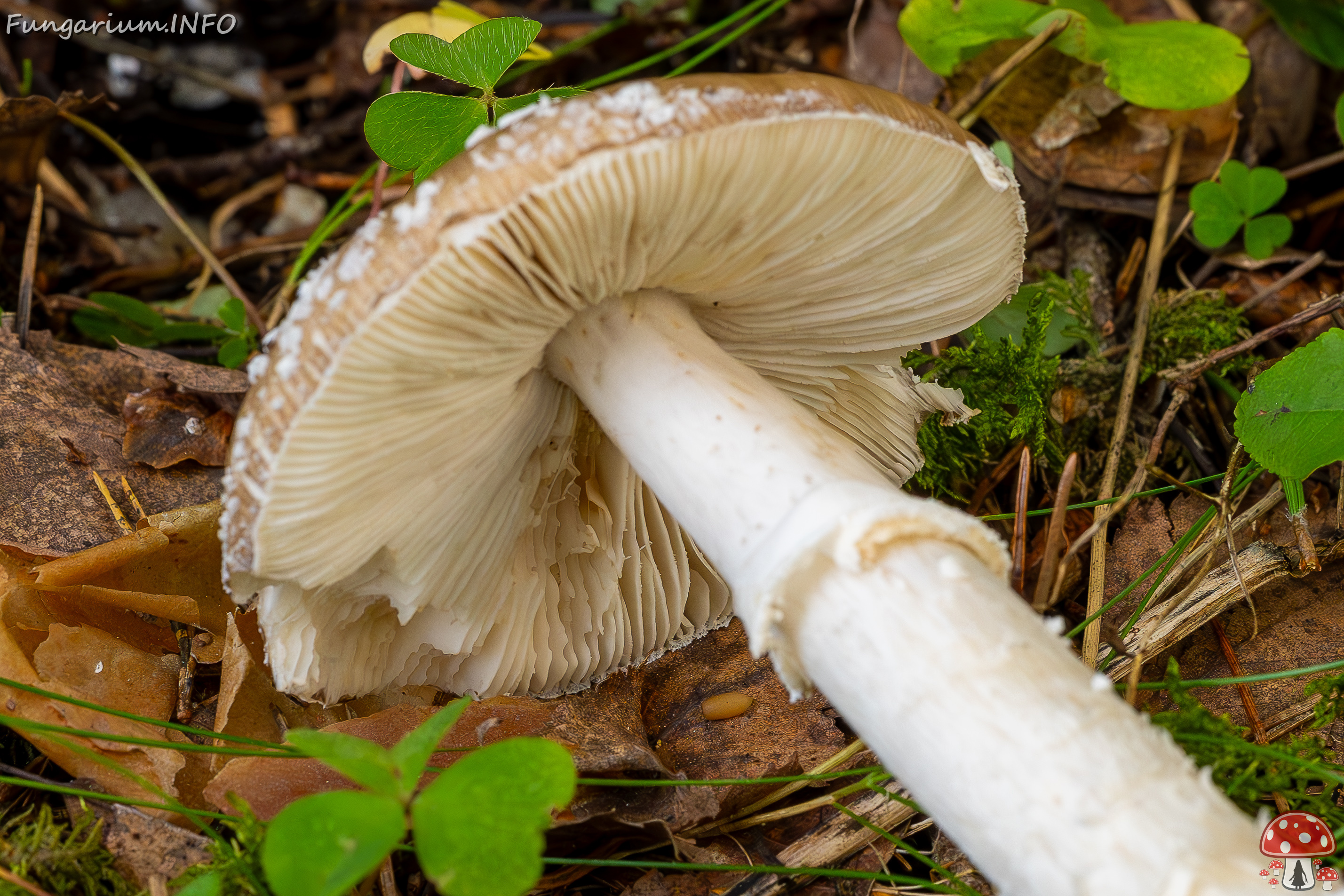 amanita-pantherina_2023-09-10_1-12 