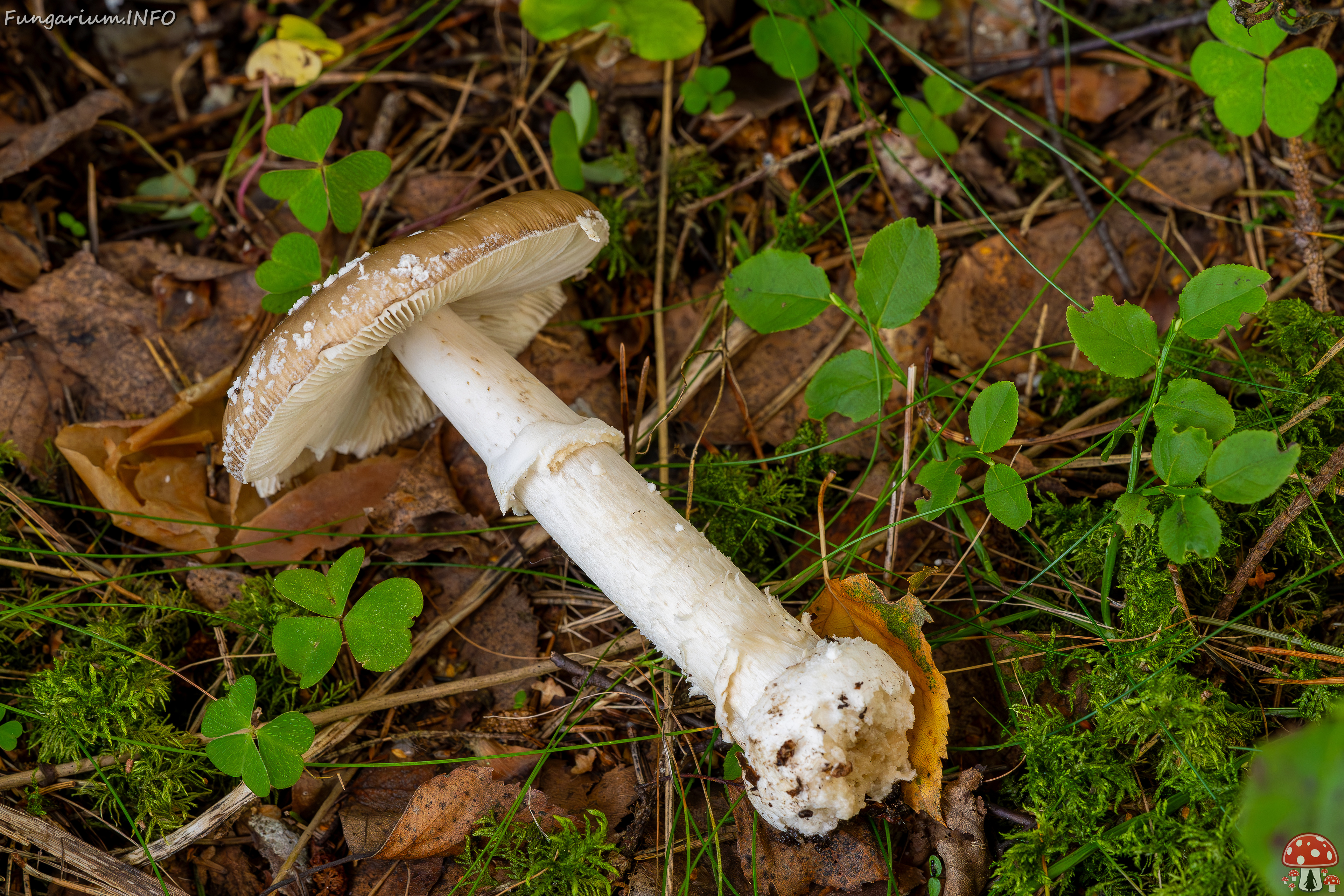 amanita-pantherina_2023-09-10_1-13 