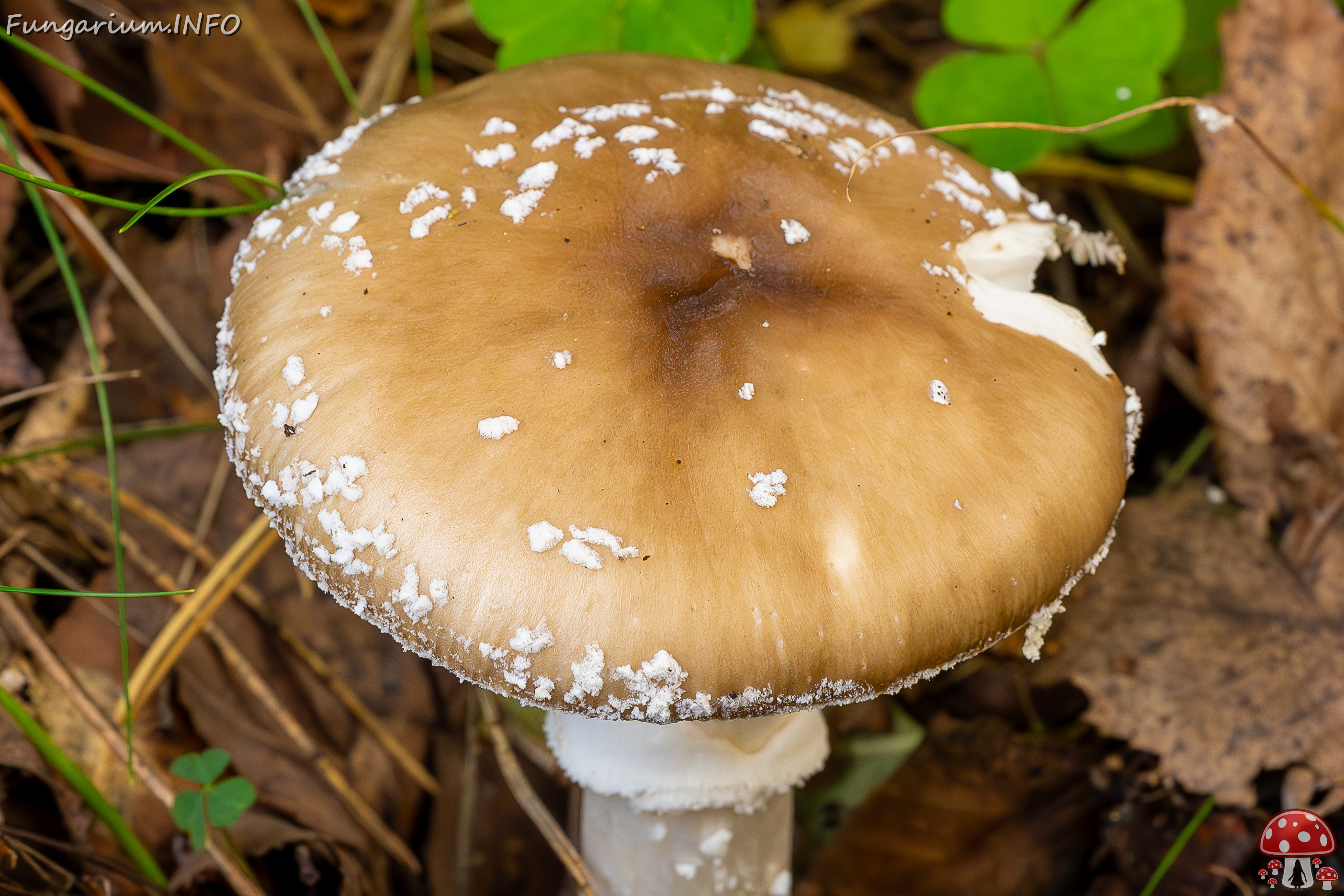 amanita-pantherina_2023-09-10_1-2 