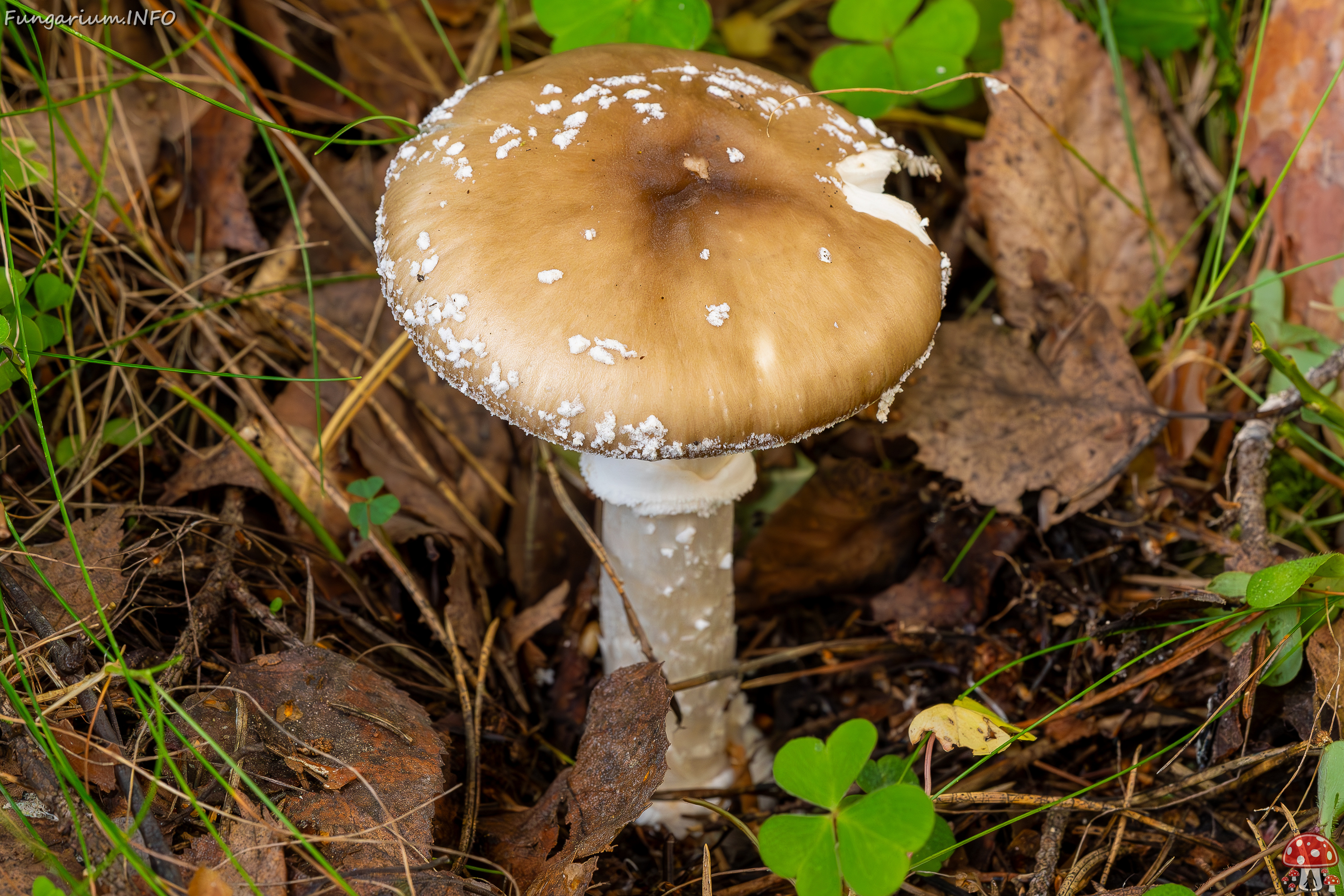 amanita-pantherina_2023-09-10_1-3 