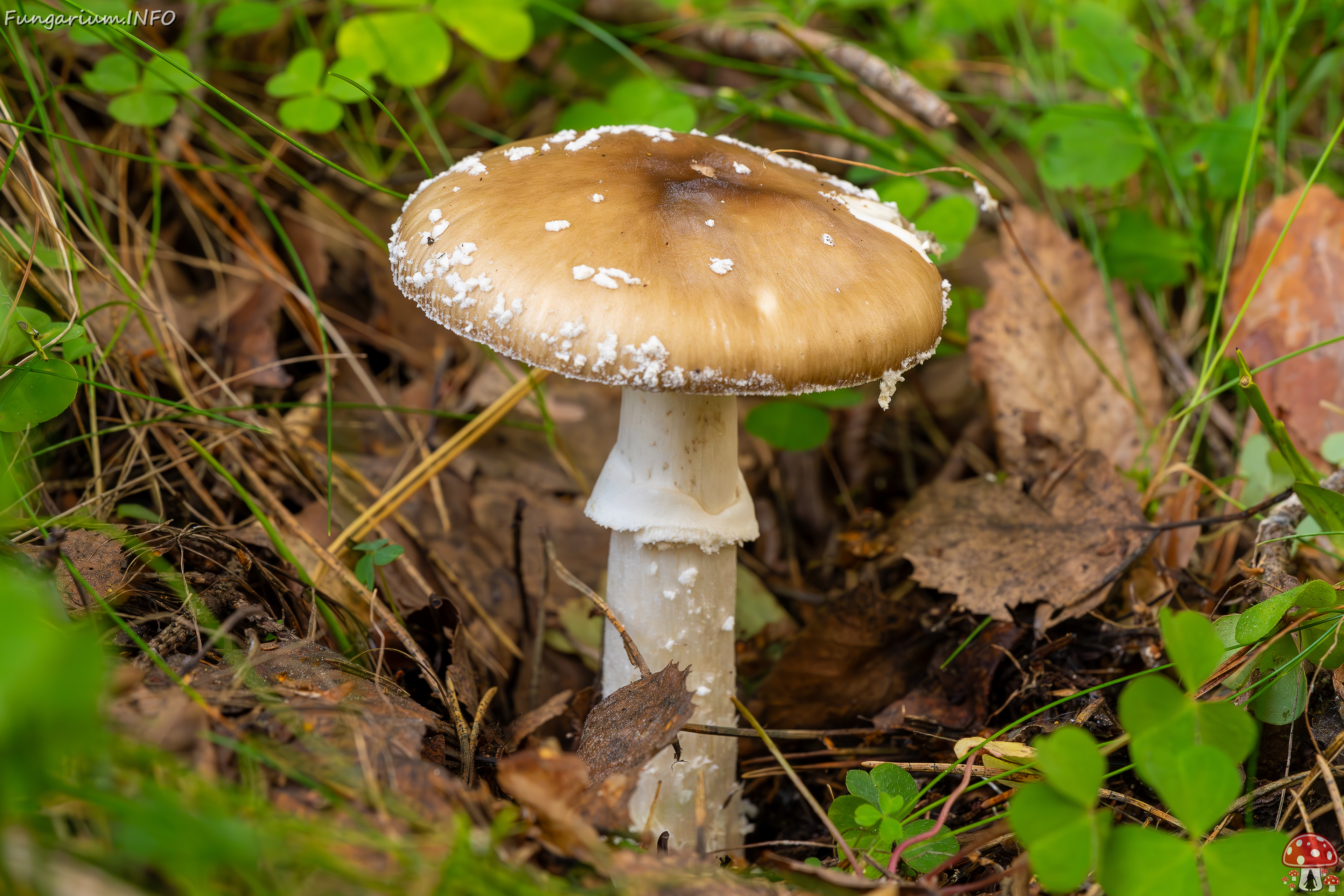 amanita-pantherina_2023-09-10_1-4 