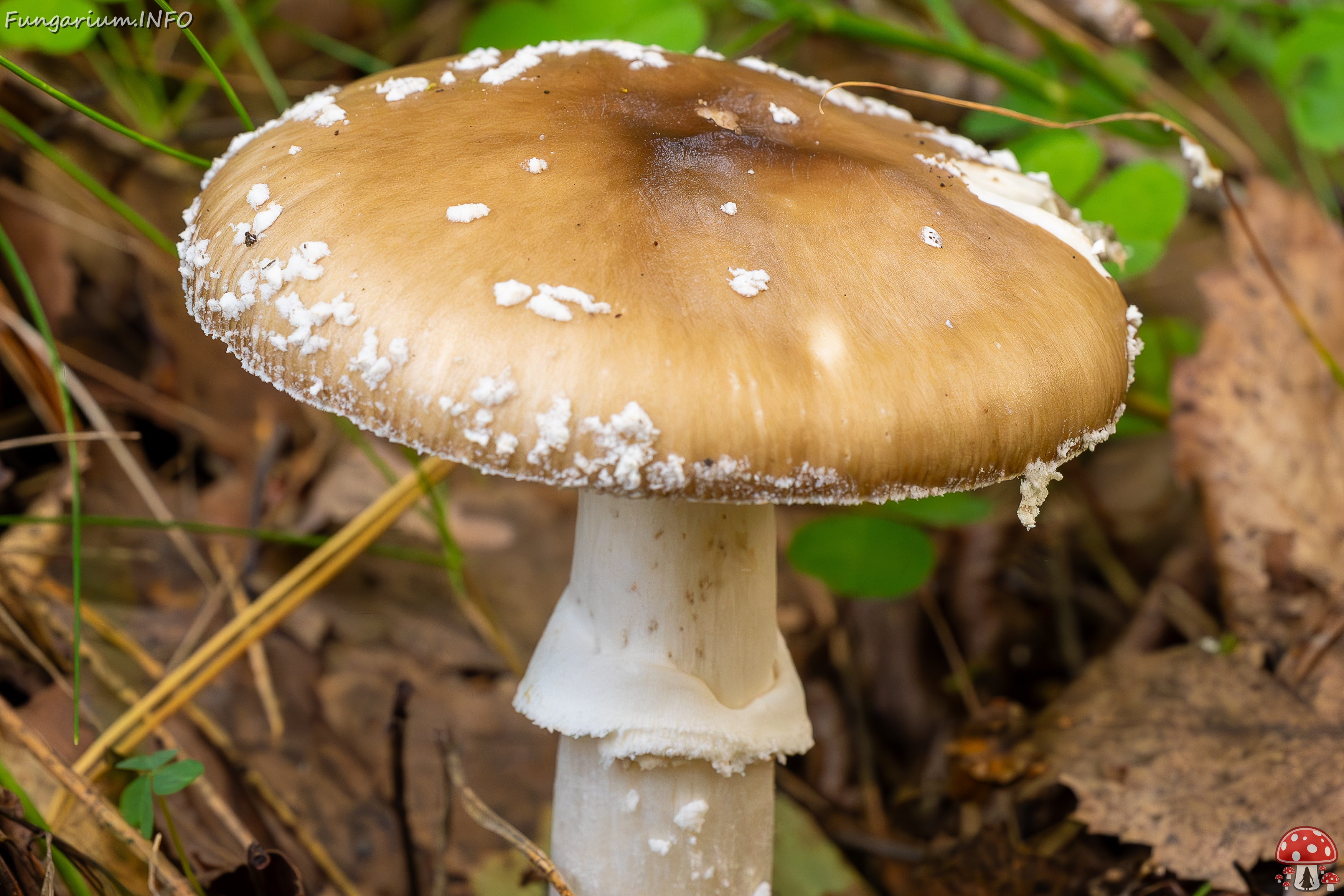 amanita-pantherina_2023-09-10_1-5 