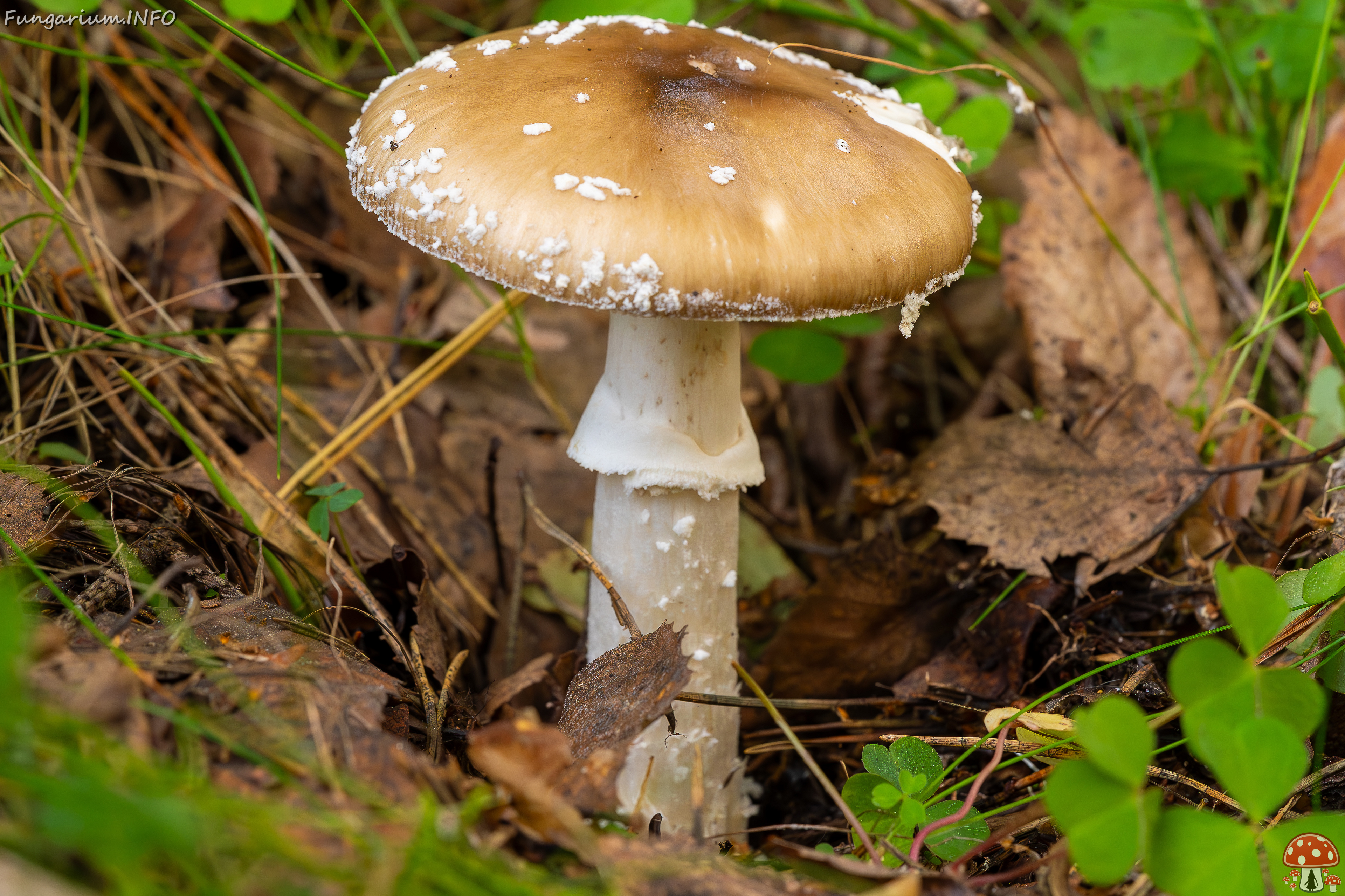 amanita-pantherina_2023-09-10_1-6 