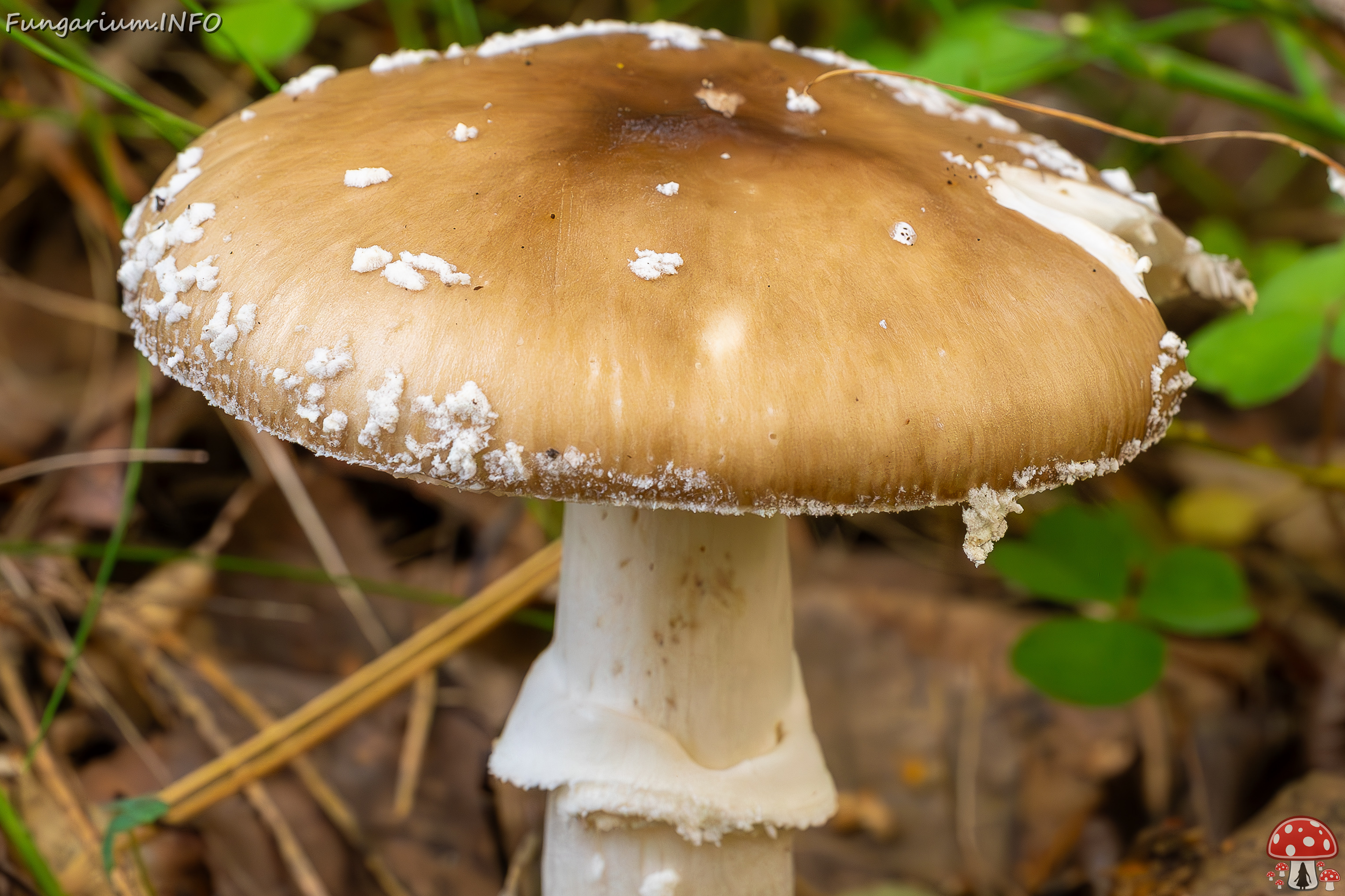 amanita-pantherina_2023-09-10_1-9 