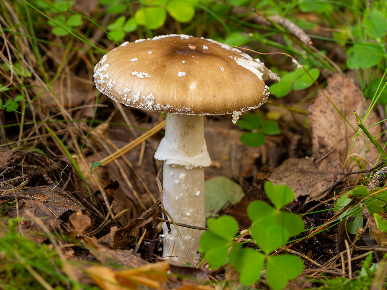 !amanita-pantherina_2023-09-10_1-8