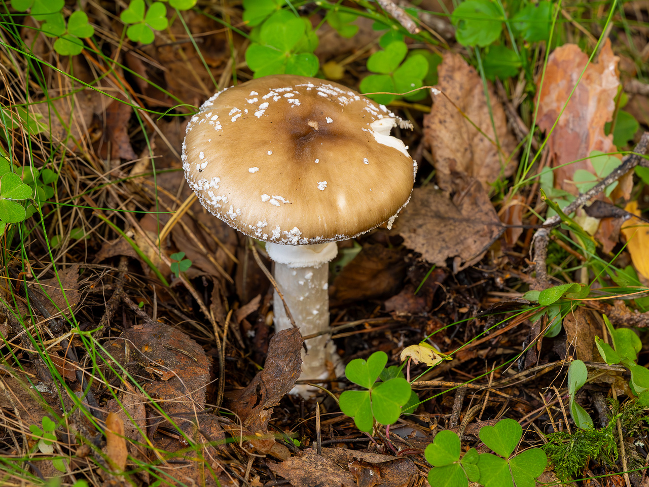 amanita-pantherina_2023-09-10_1-1