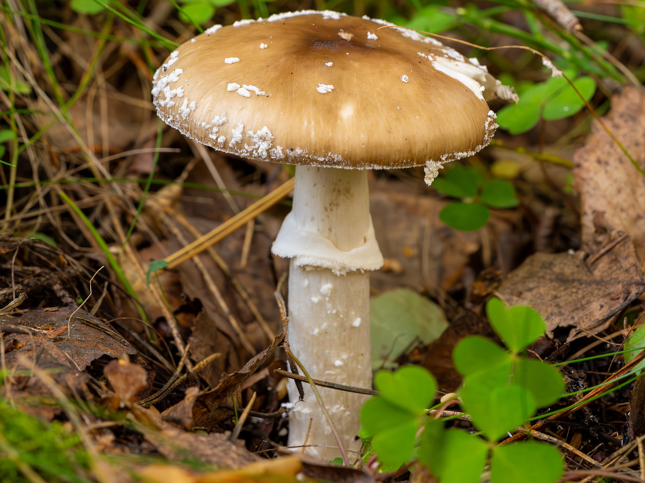 amanita-pantherina_2023-09-10_1-10