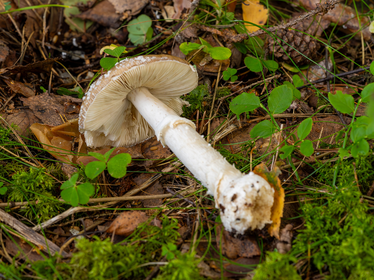 amanita-pantherina_2023-09-10_1-11