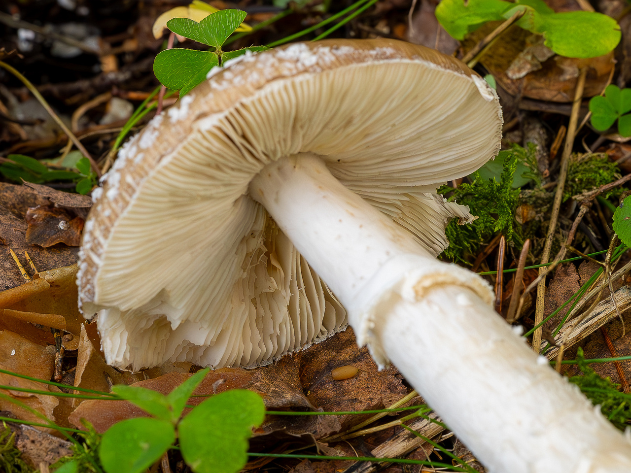 amanita-pantherina_2023-09-10_1-12