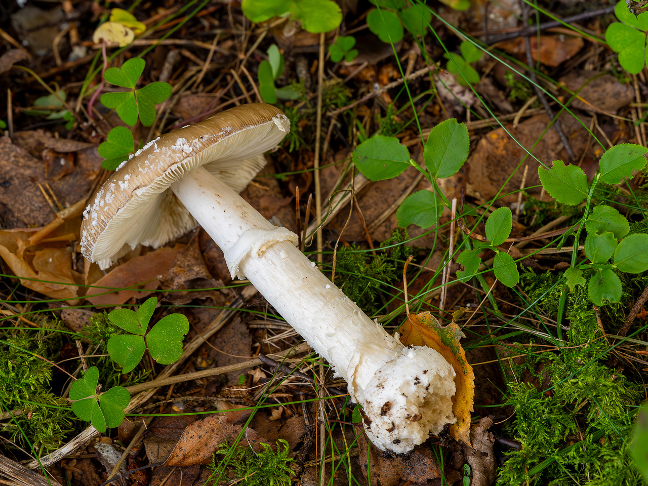 amanita-pantherina_2023-09-10_1-13