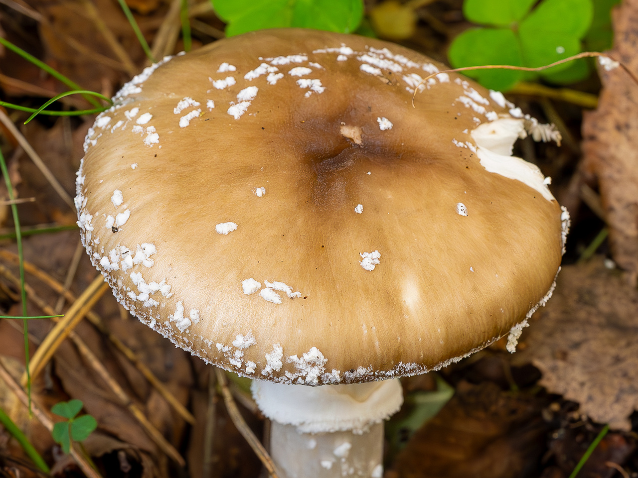 amanita-pantherina_2023-09-10_1-2