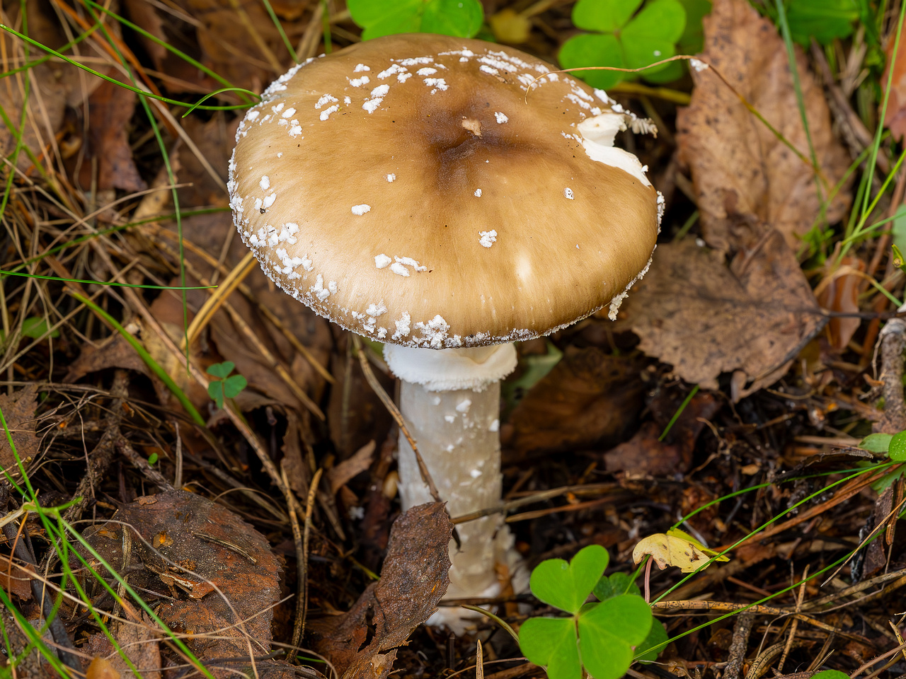 amanita-pantherina_2023-09-10_1-3