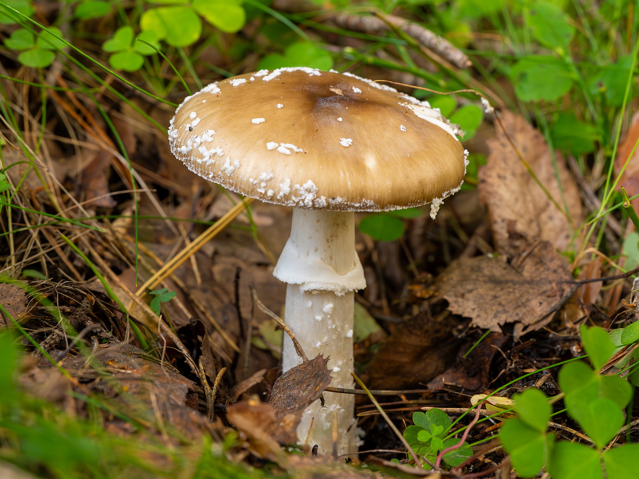 amanita-pantherina_2023-09-10_1-4