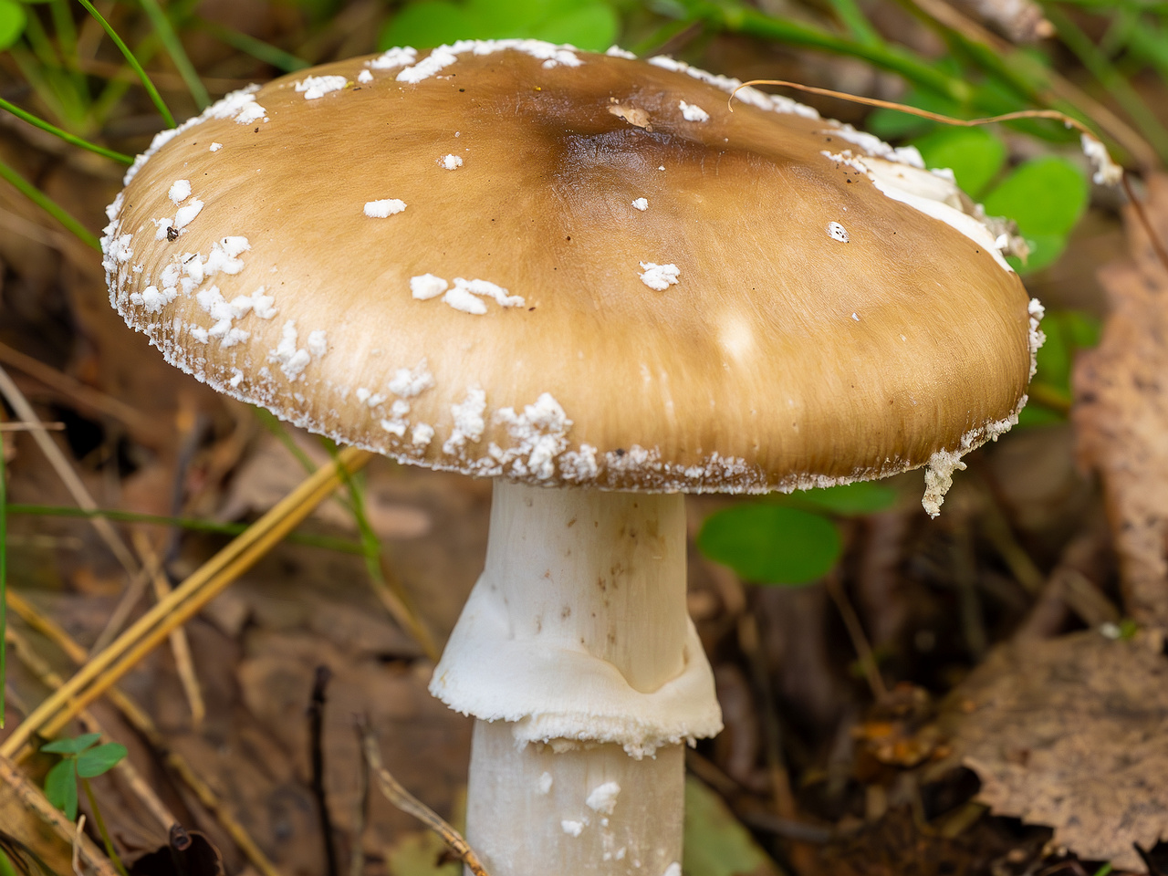 amanita-pantherina_2023-09-10_1-5