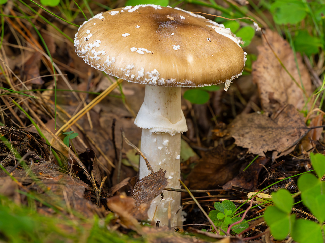 amanita-pantherina_2023-09-10_1-6