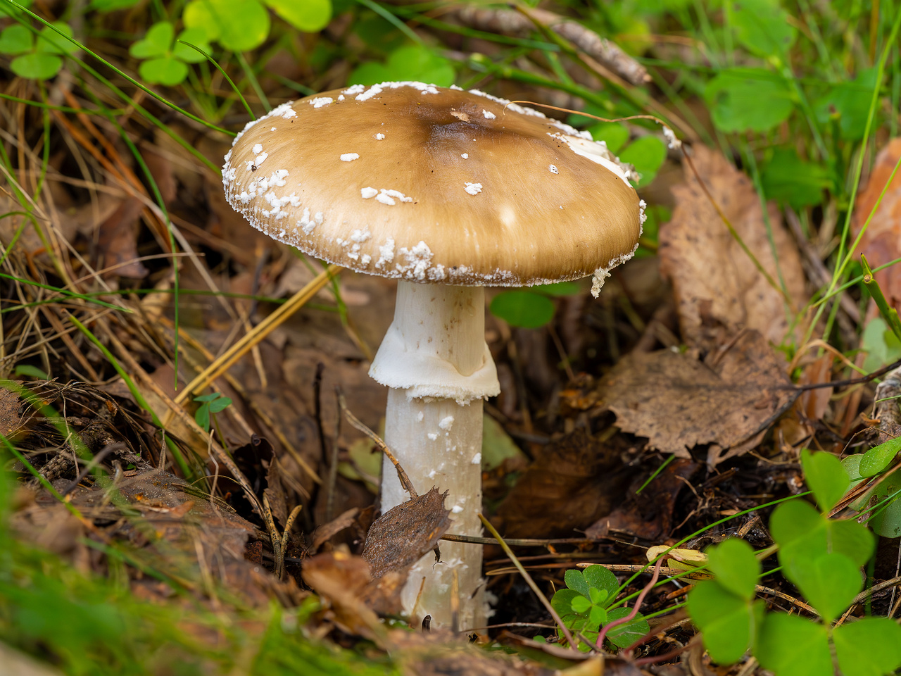 amanita-pantherina_2023-09-10_1-7