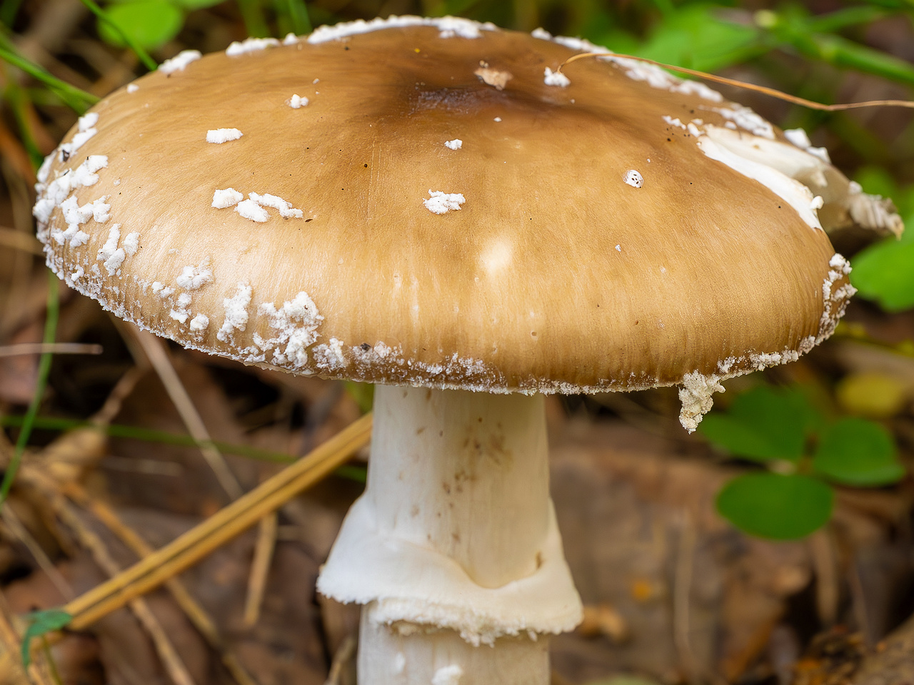 amanita-pantherina_2023-09-10_1-9