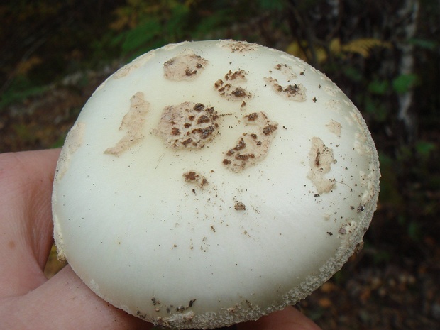 Amanita verna - Мухомор весенний - Fool's mushroom, destroying angel - Frühlings-Knollenblätterpilz