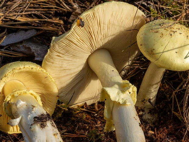 Amanita citrina - Мухомор поганковидный - False Death Cap - Gelber Knollenblätterpilz