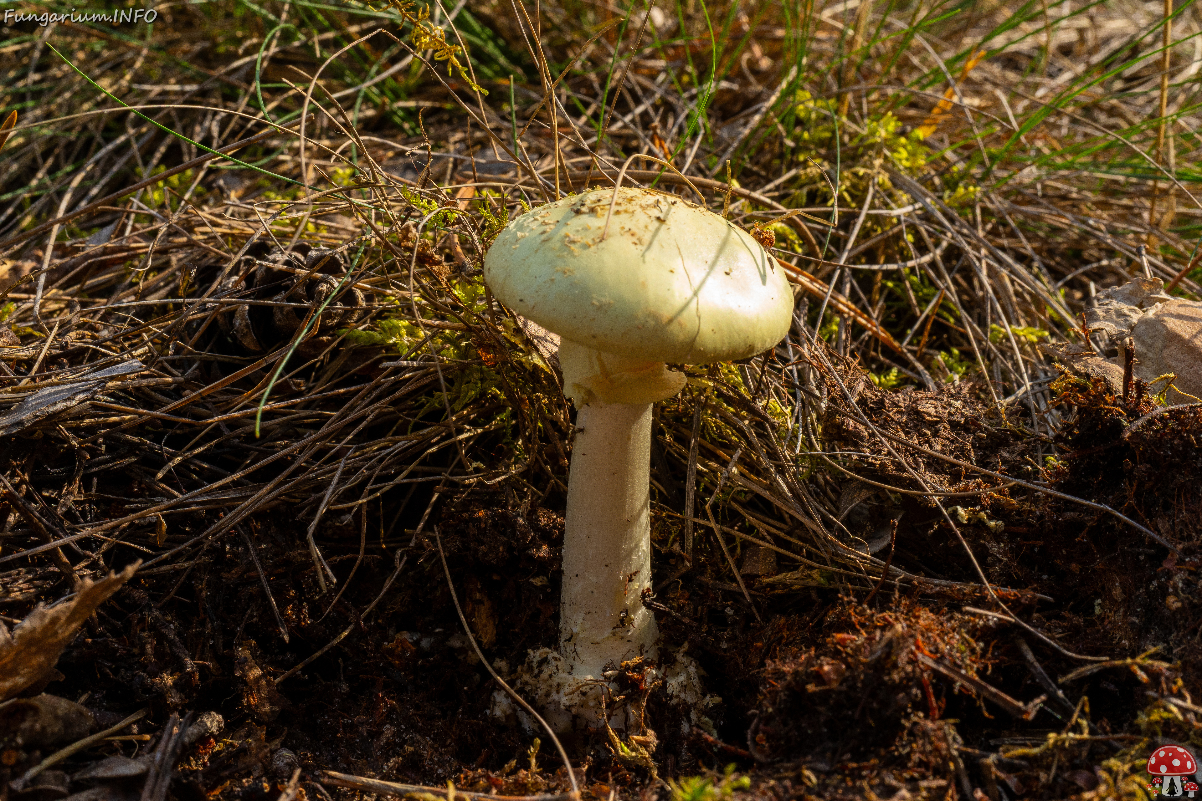 amanita-citrina_1-2 