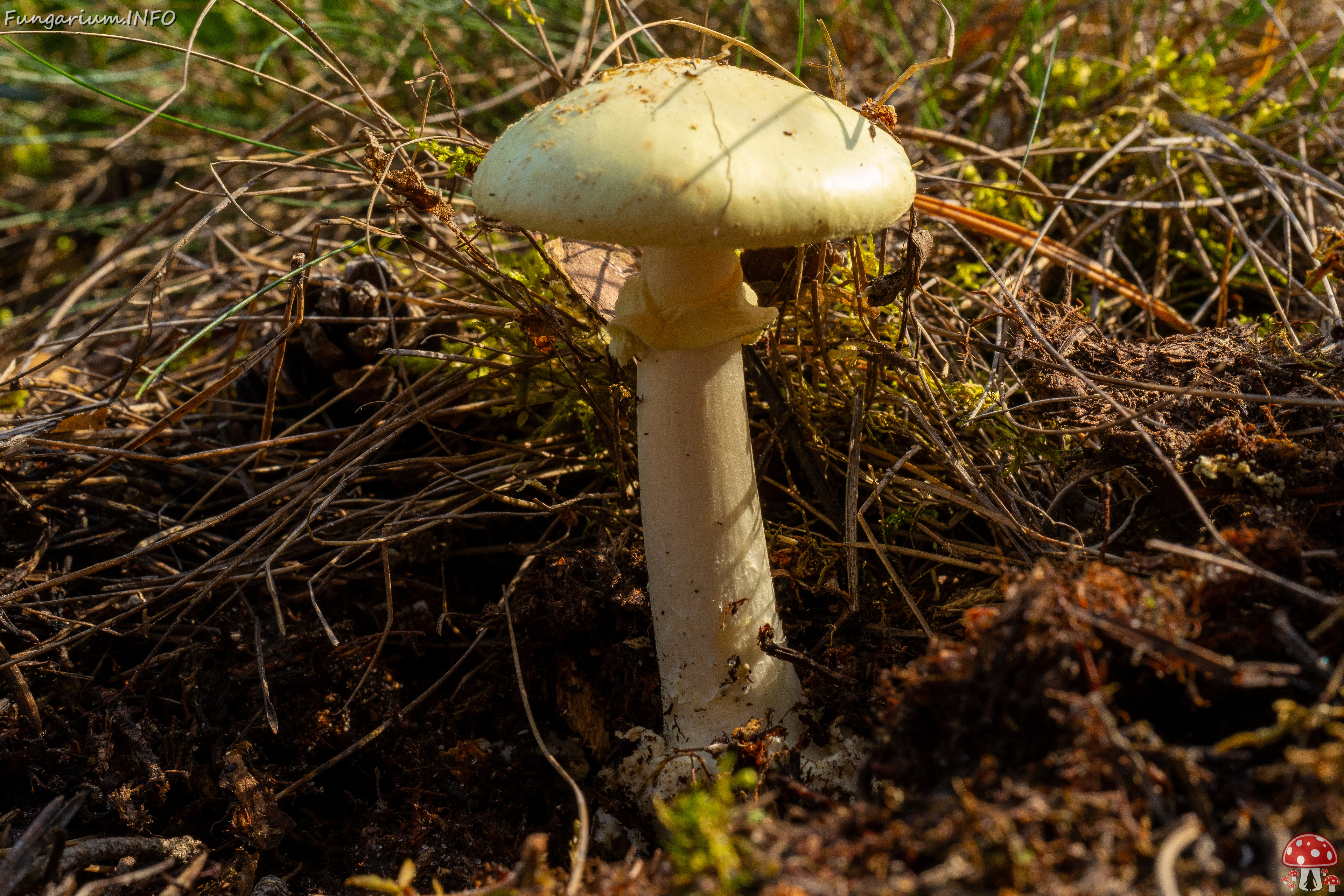 amanita-citrina_1-3 