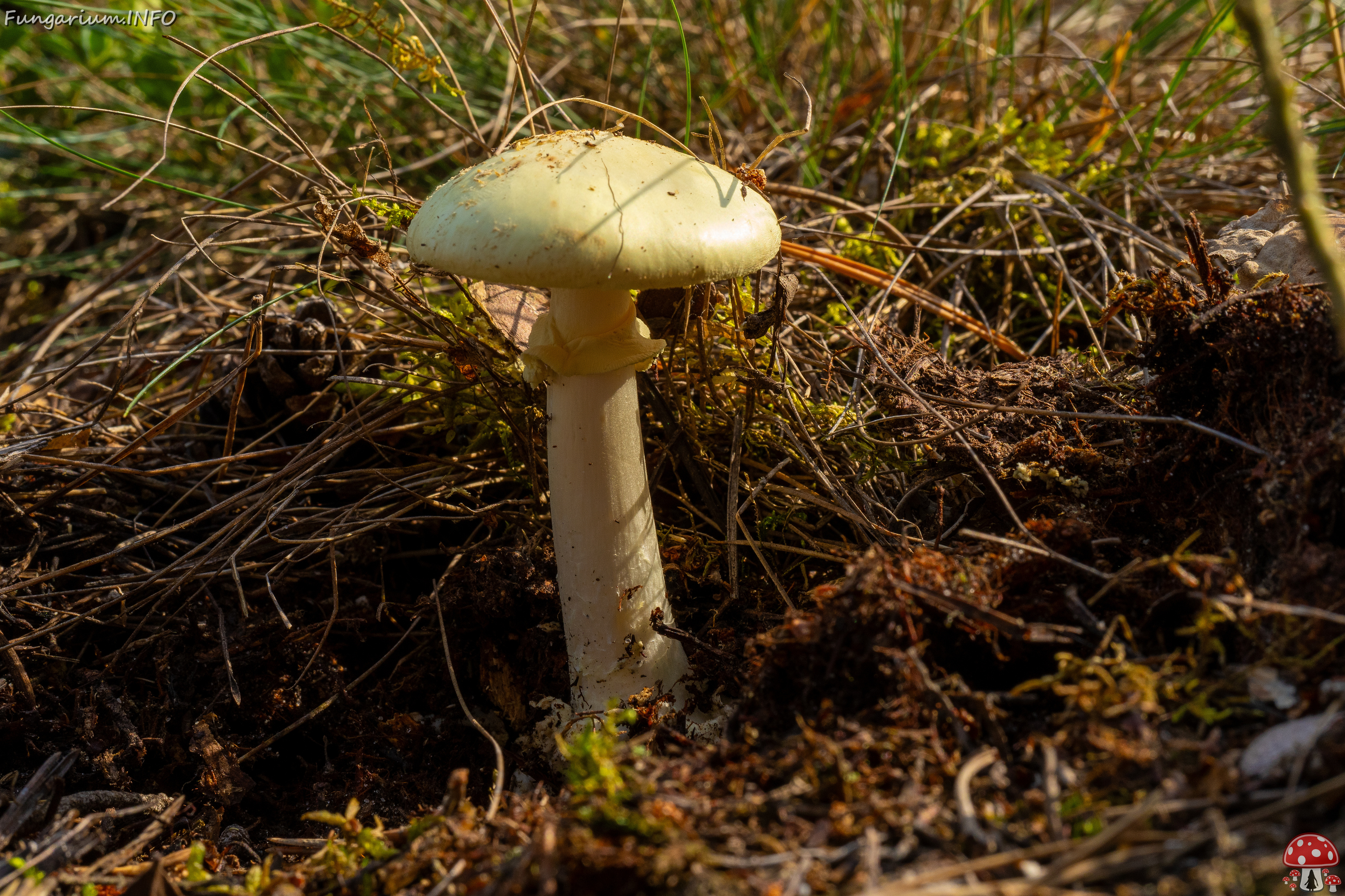 amanita-citrina_1-5 