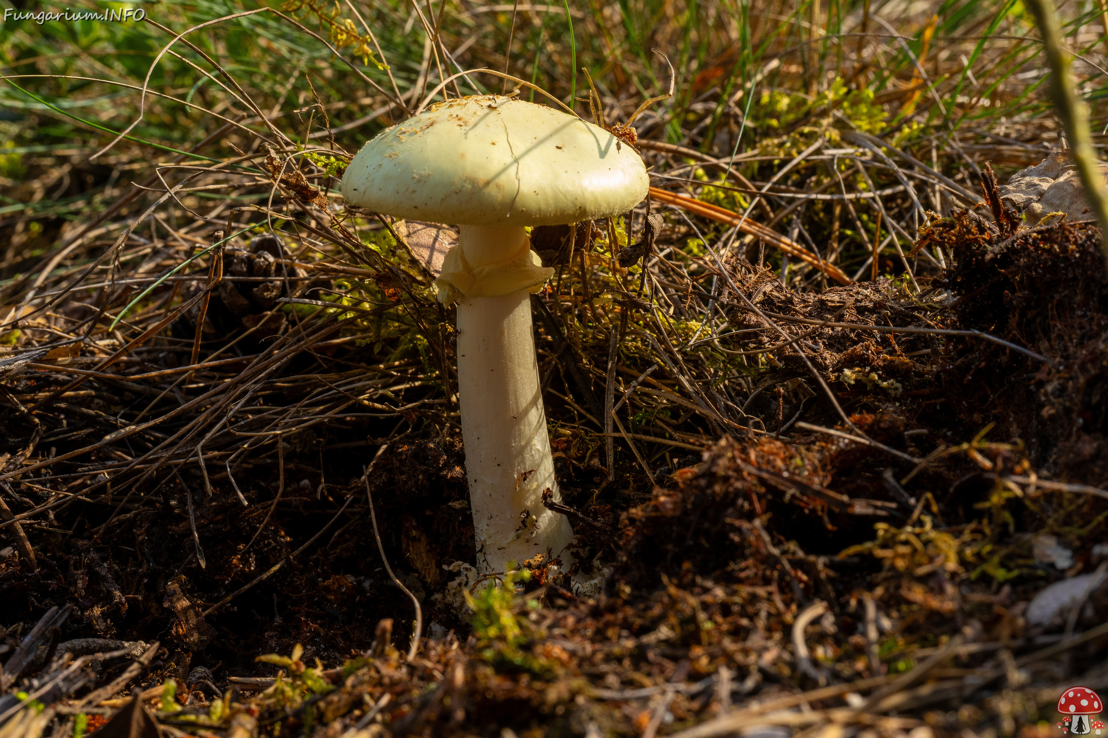 amanita-citrina_1-6 