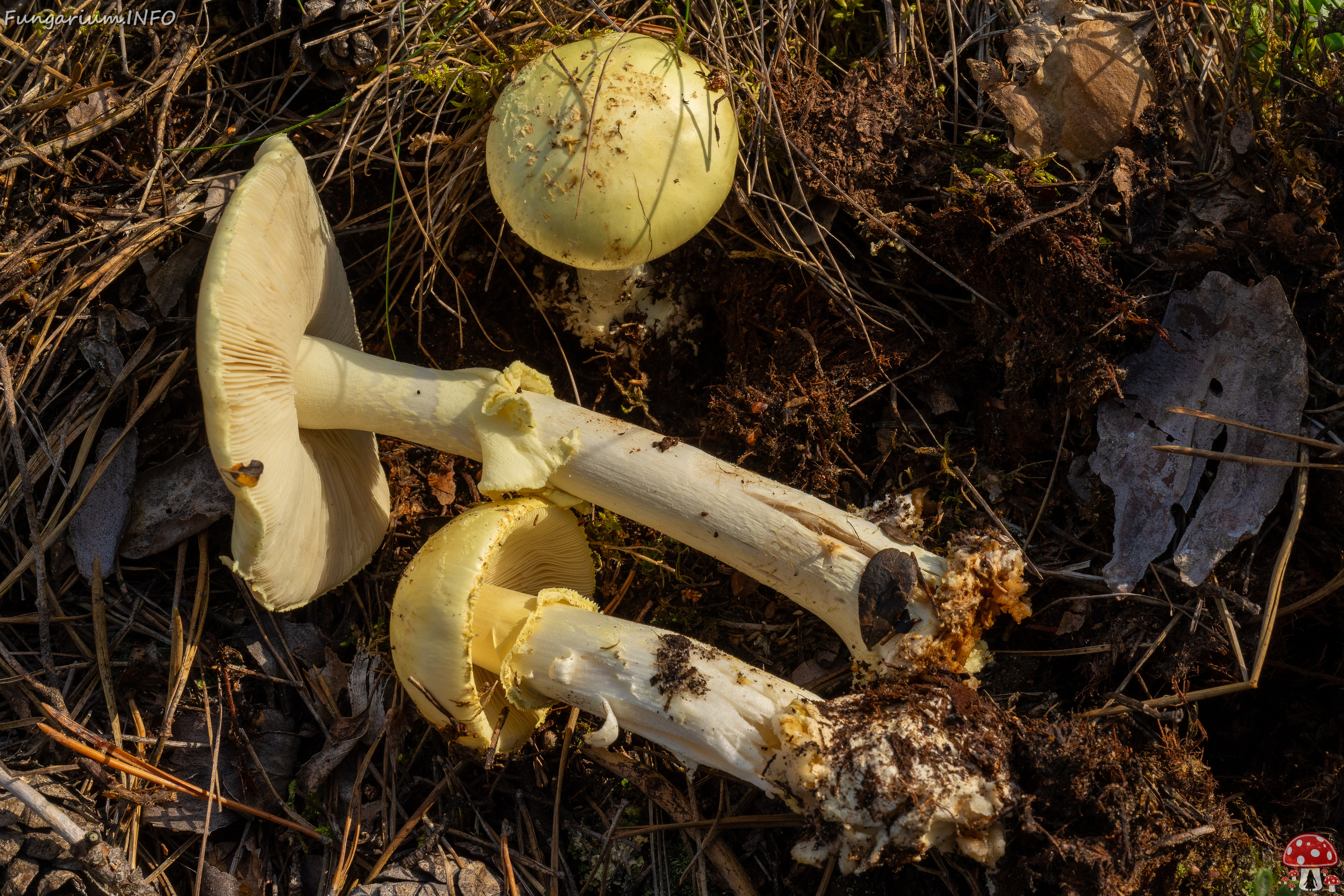 amanita-citrina_1-7 