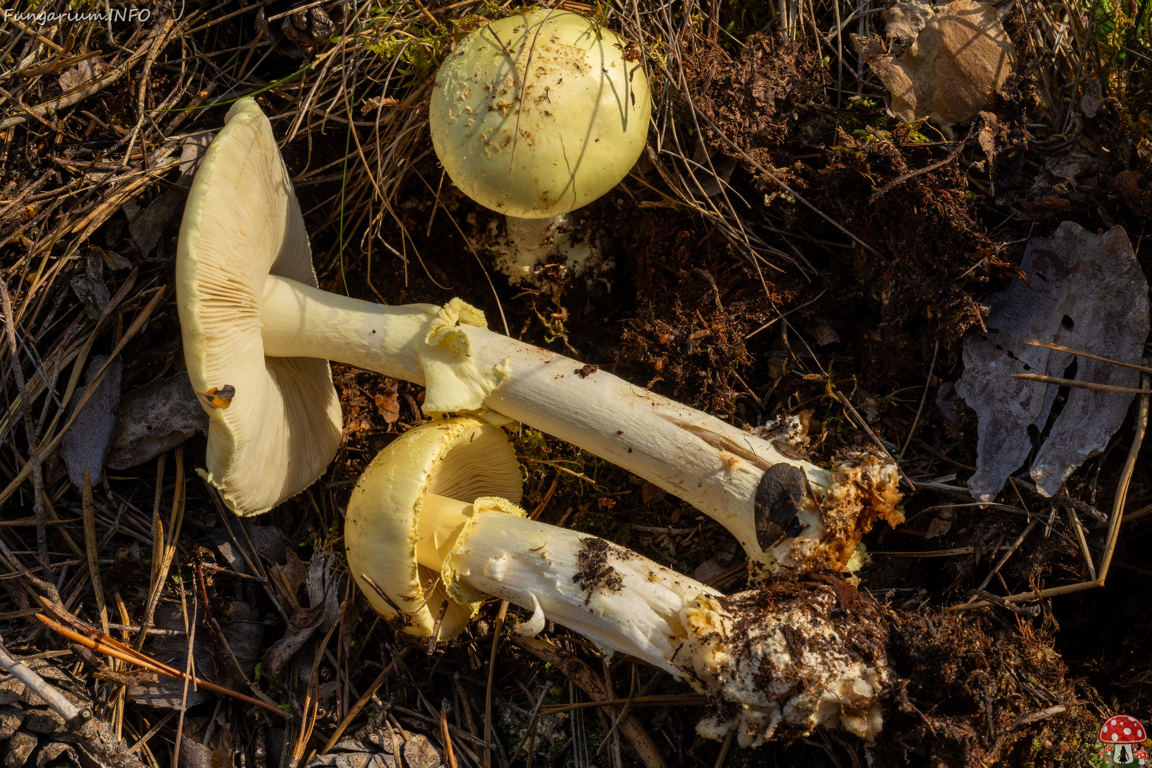 amanita-citrina_1-8 