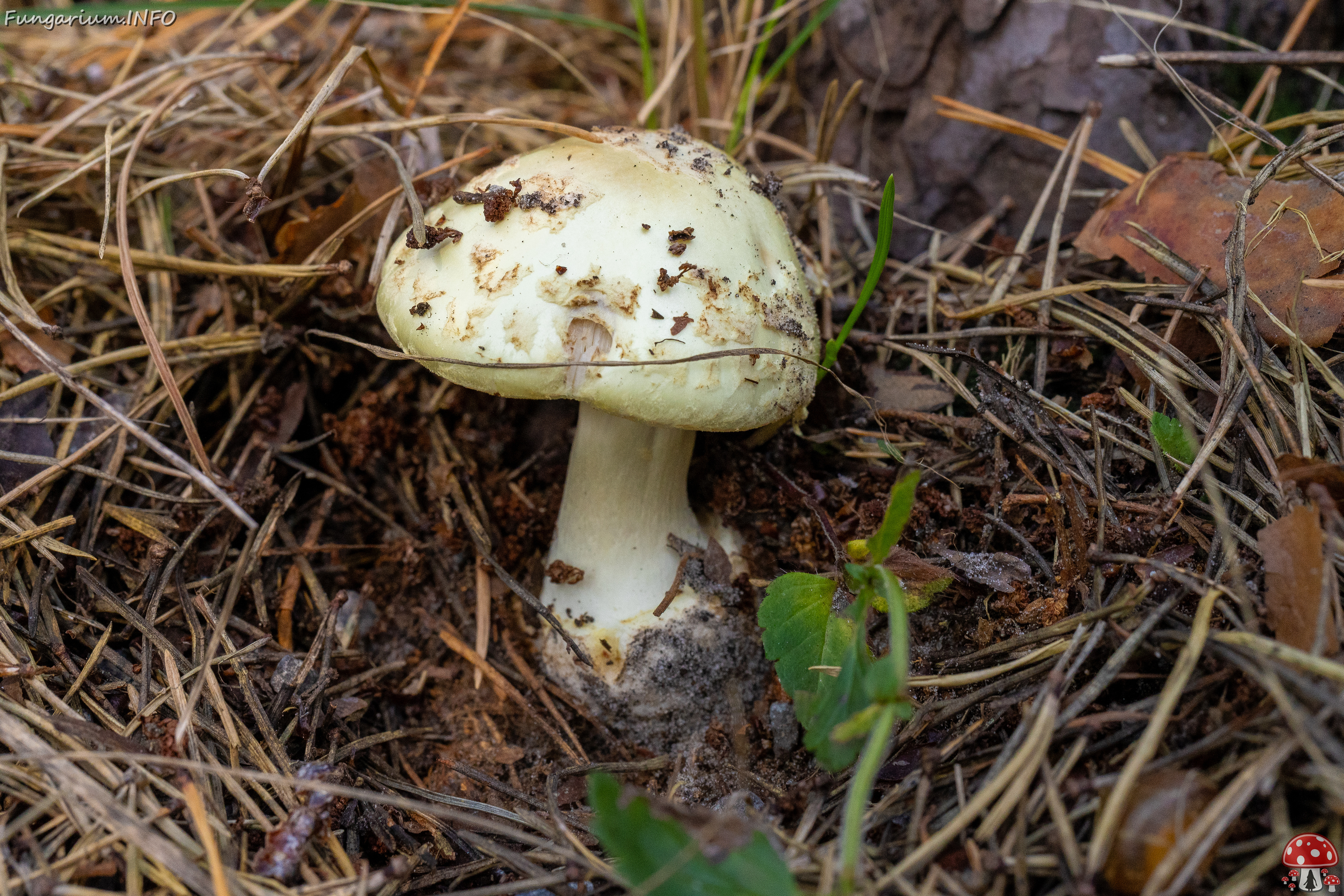 amanita-citrina_2-1 