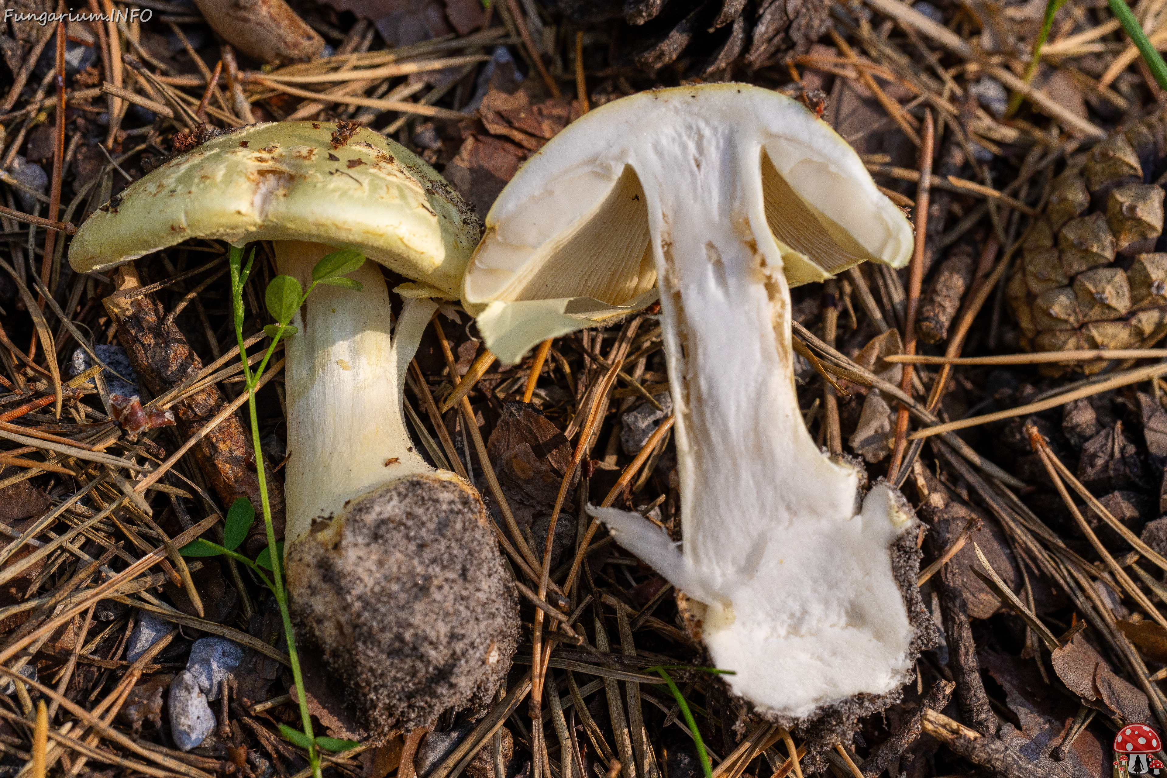 amanita-citrina_2-14 