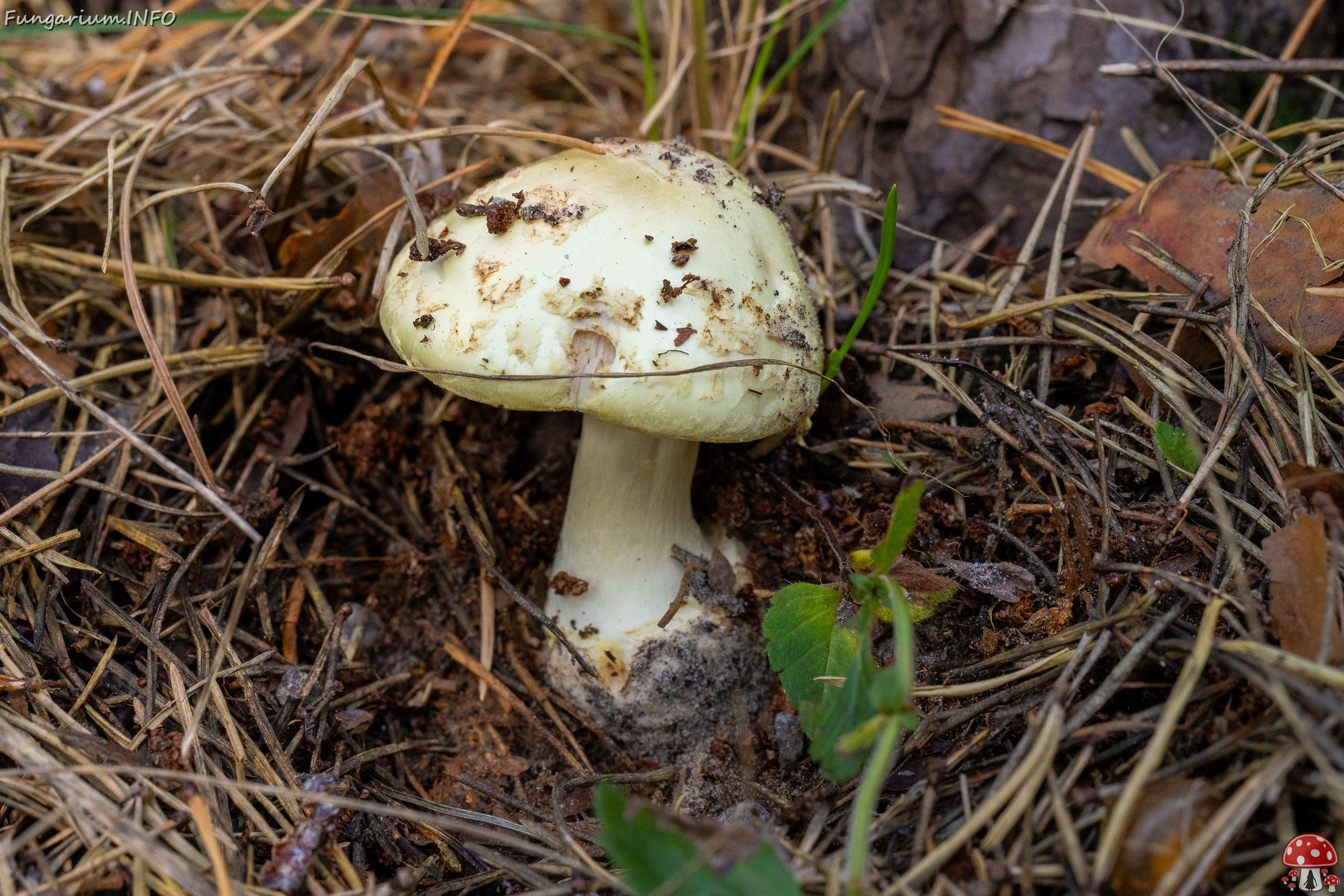 amanita-citrina_2-2 