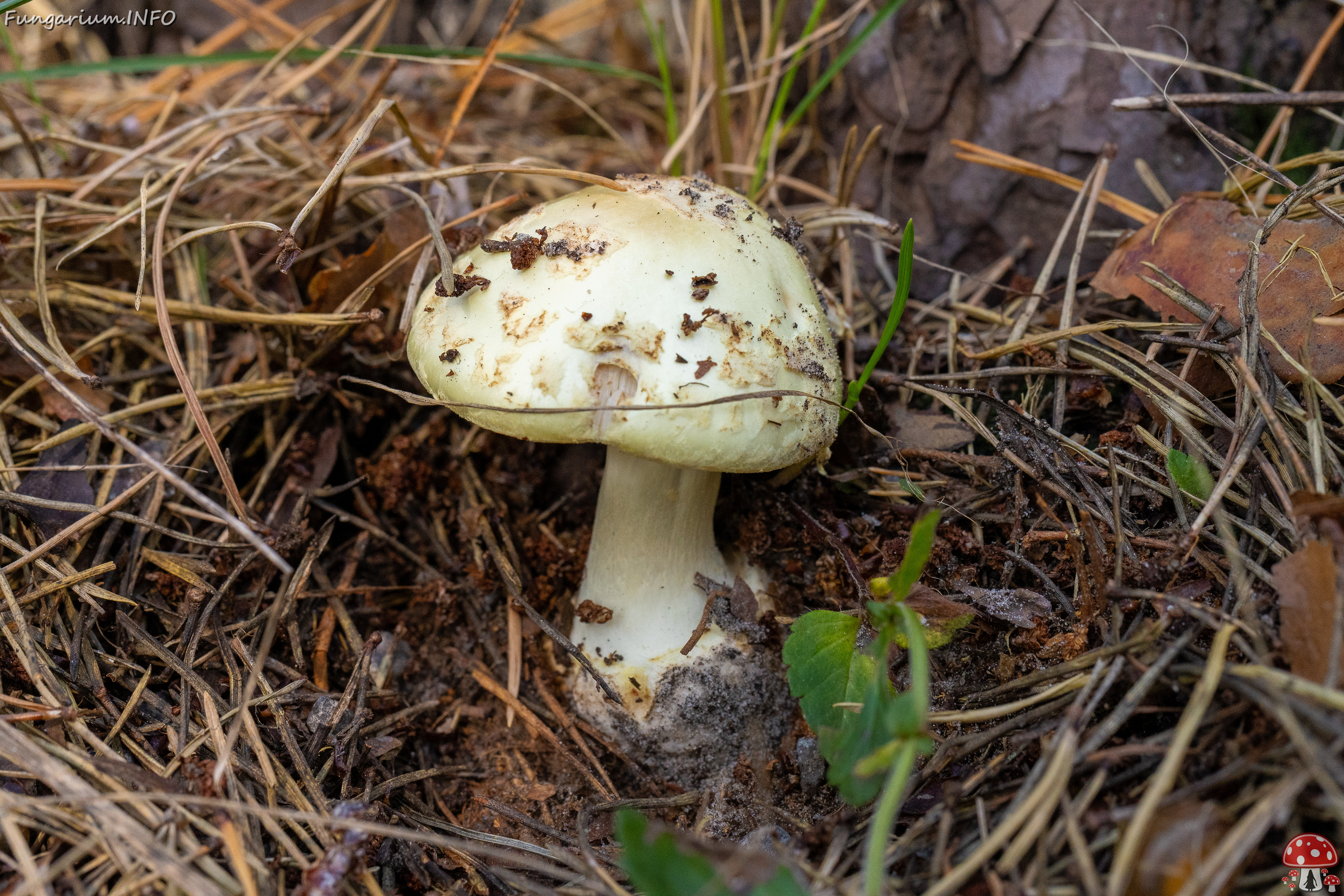 amanita-citrina_2-3 