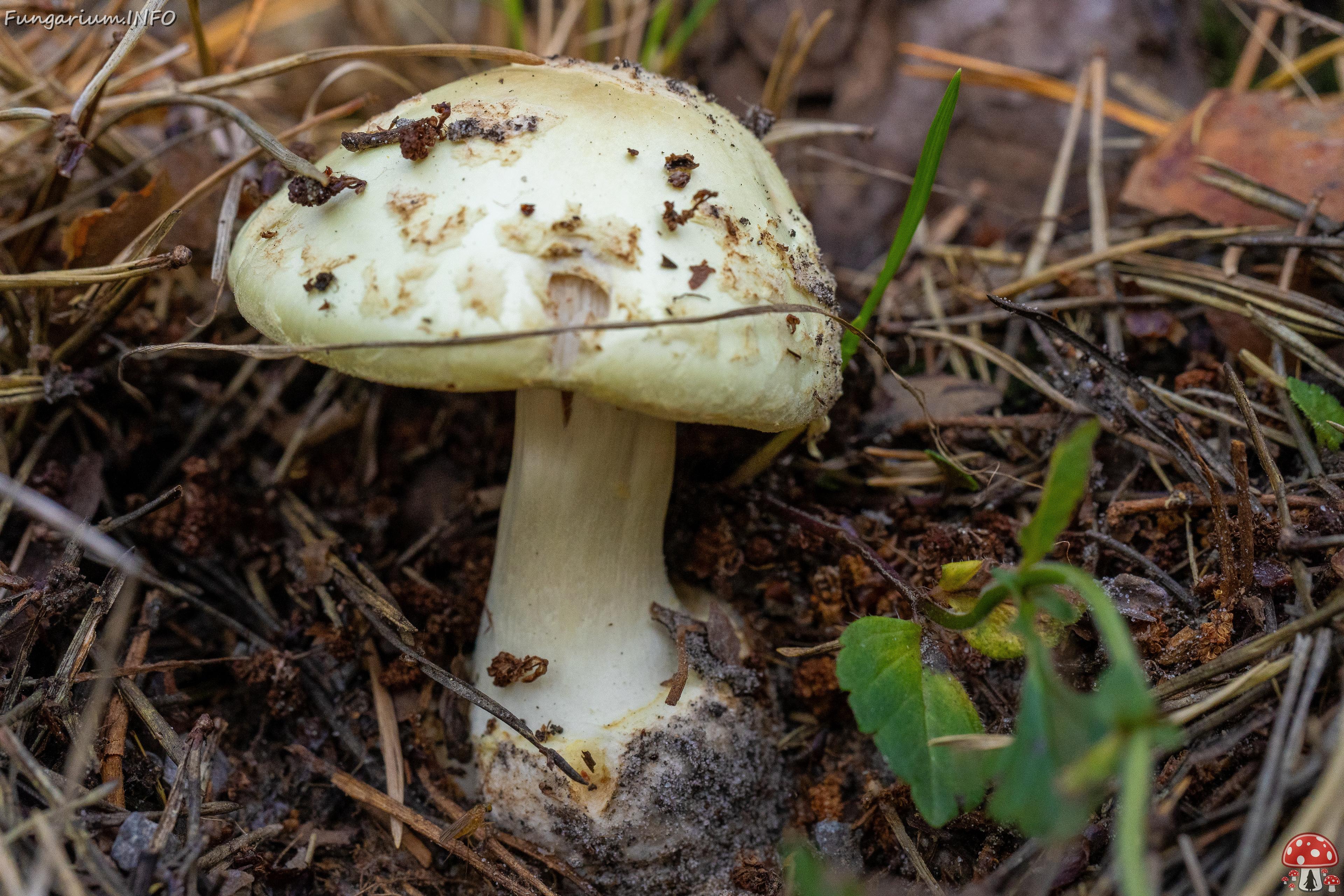 amanita-citrina_2-4 