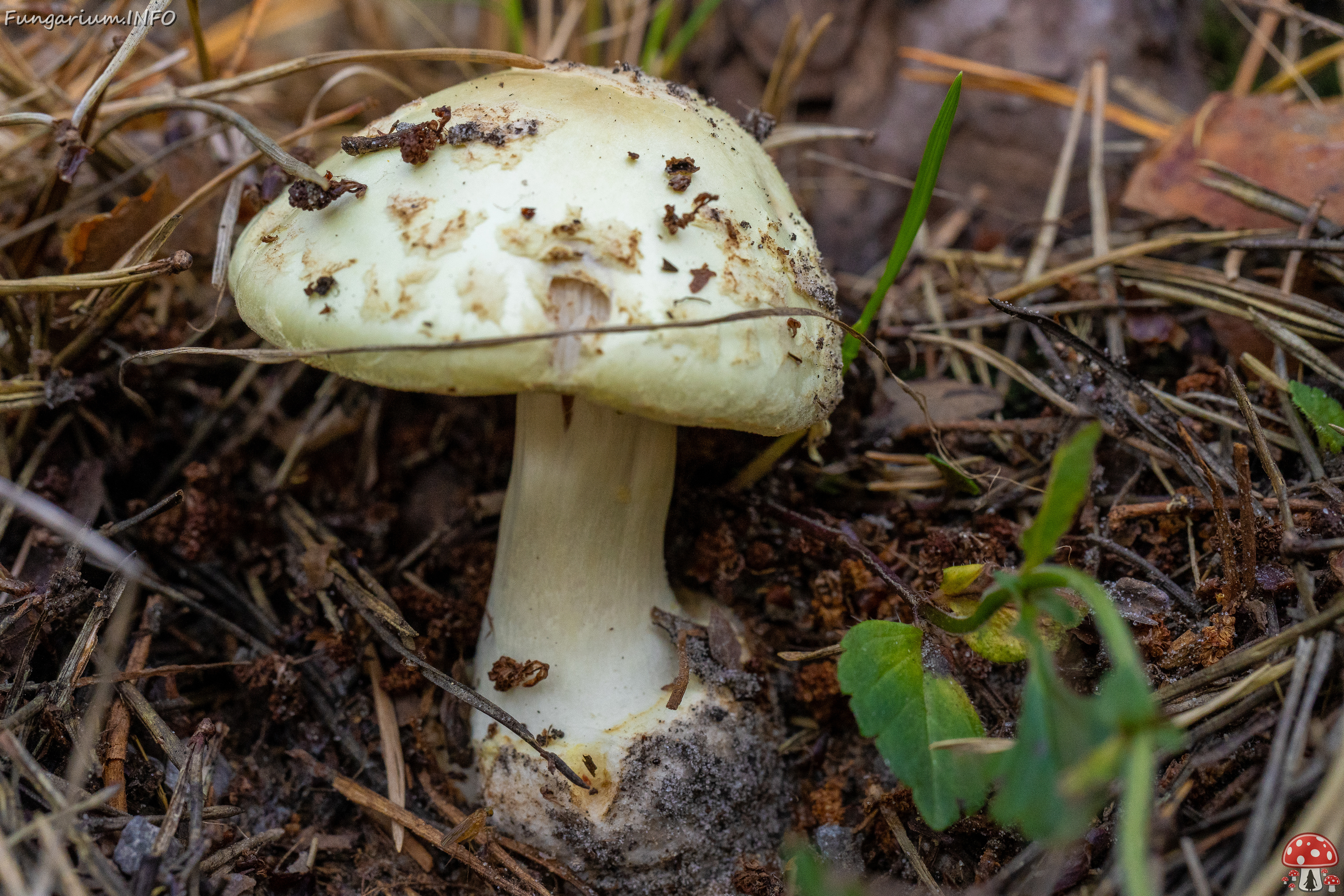 amanita-citrina_2-5 