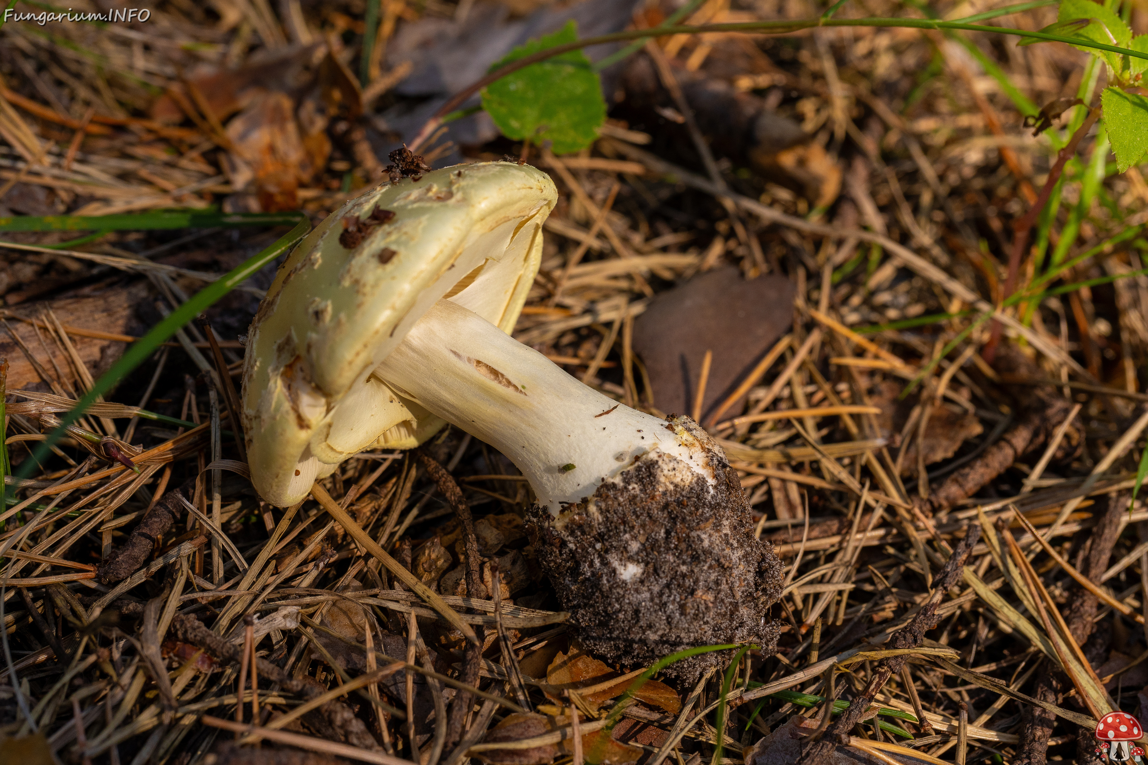 amanita-citrina_2-6 